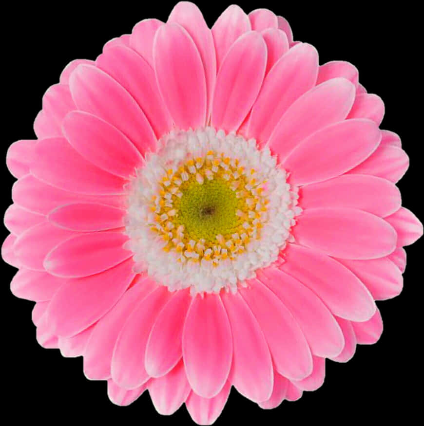 Lewendige Pienk Gerbera-madeliefie Swart Agtergrond Muurpapier