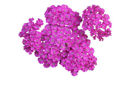 Lewendige Pienk Blomme Swart Agtergrond