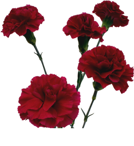 Lewendige Rooi Angelierblomme Geïsoleer Muurpapier