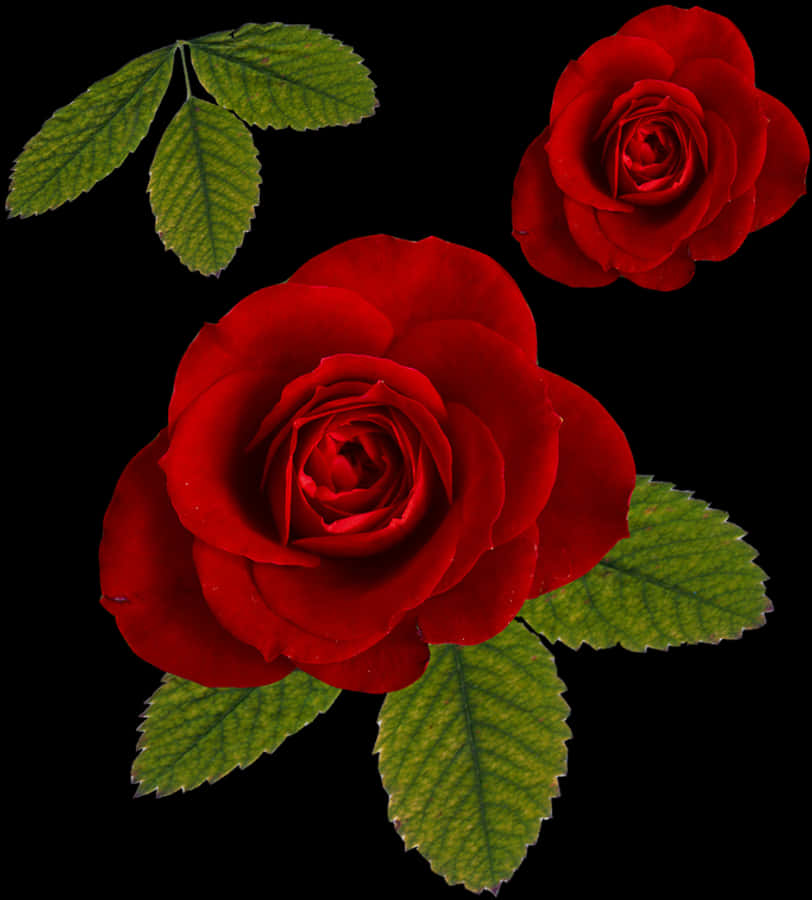 Lewendige Rooi Rose op Swart Agtergrond Muurpapier
