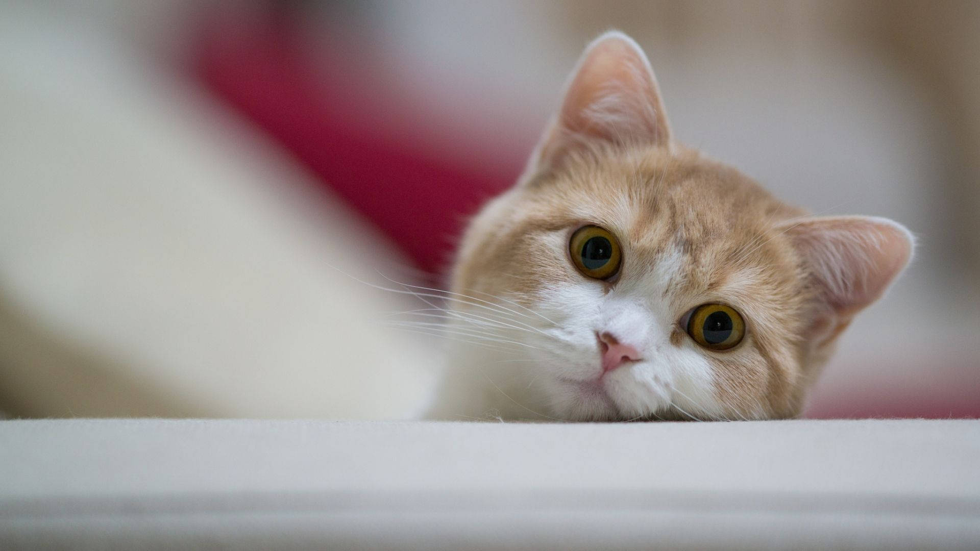 Lieflike Blik Van Kat Rekenaar Muurpapier