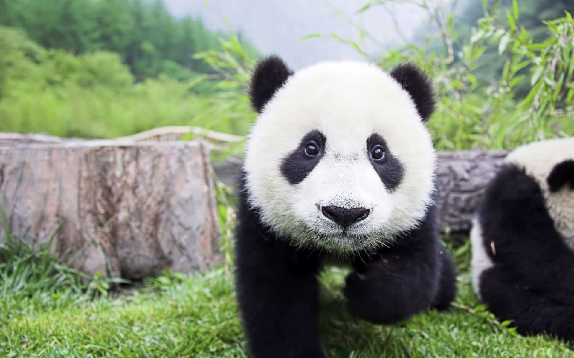 Lieflike Panda Geniet Tyd in die Natuur Muurpapier