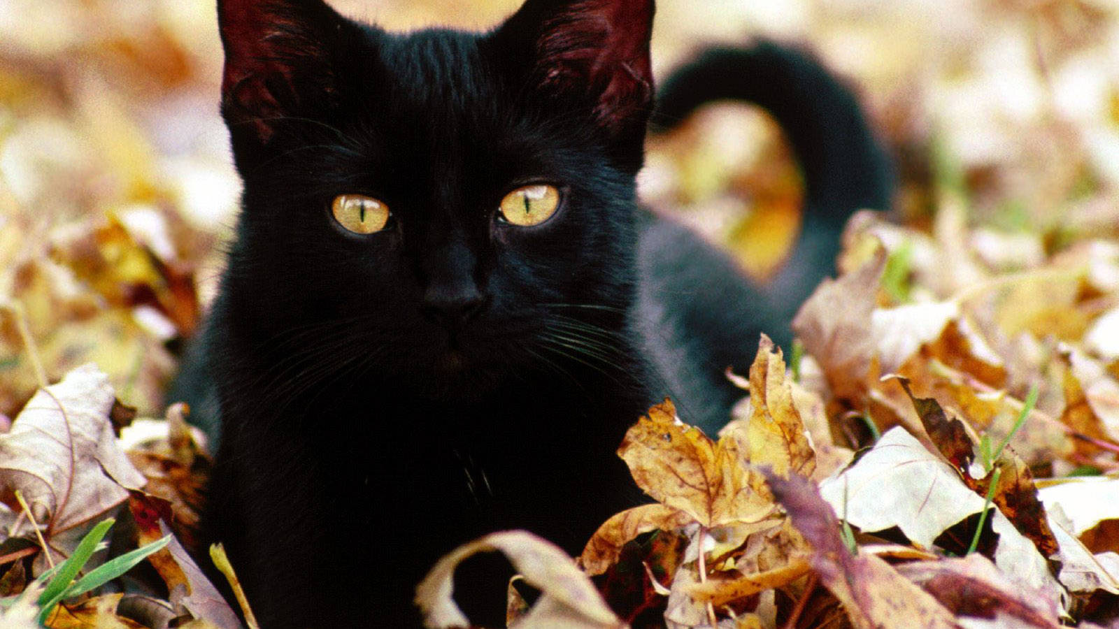 Lieflike Swart Kat wat Ontspan Muurpapier