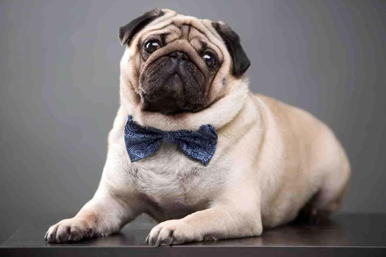Liewe Pug Met 'n Strikkie Muurpapier