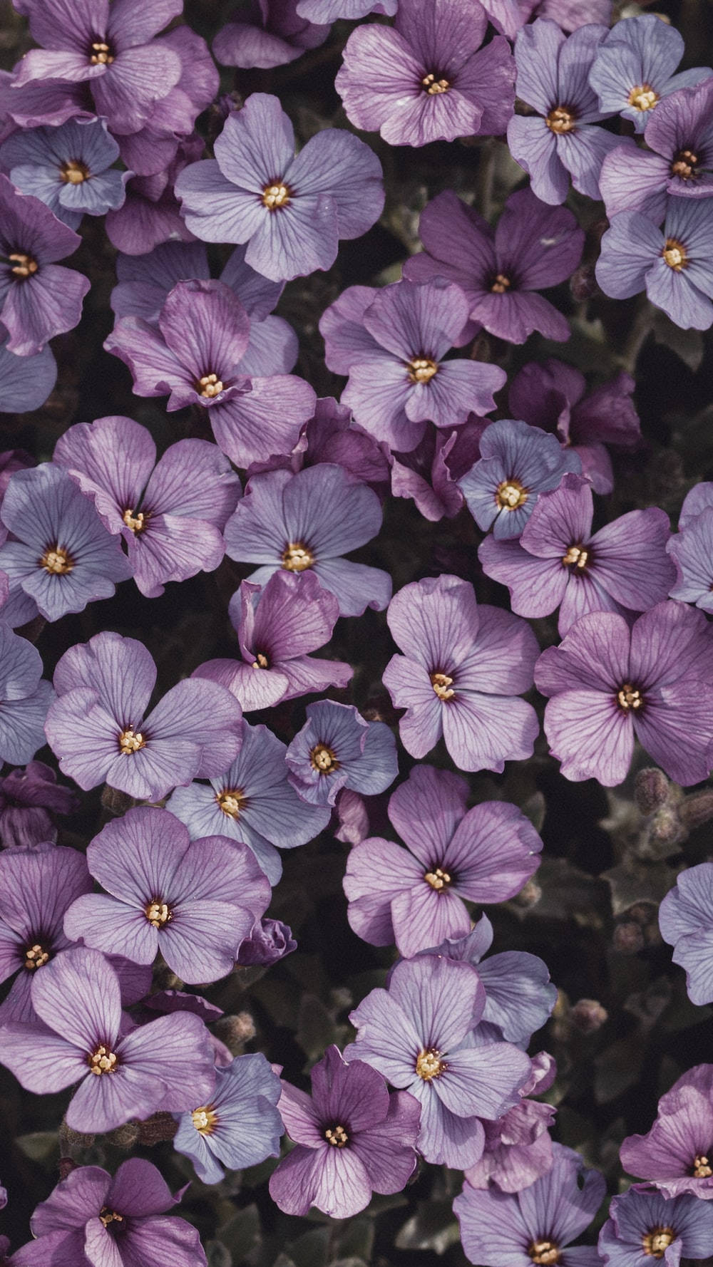 Ligpers Estetiese Aubrieta Blomme Muurpapier