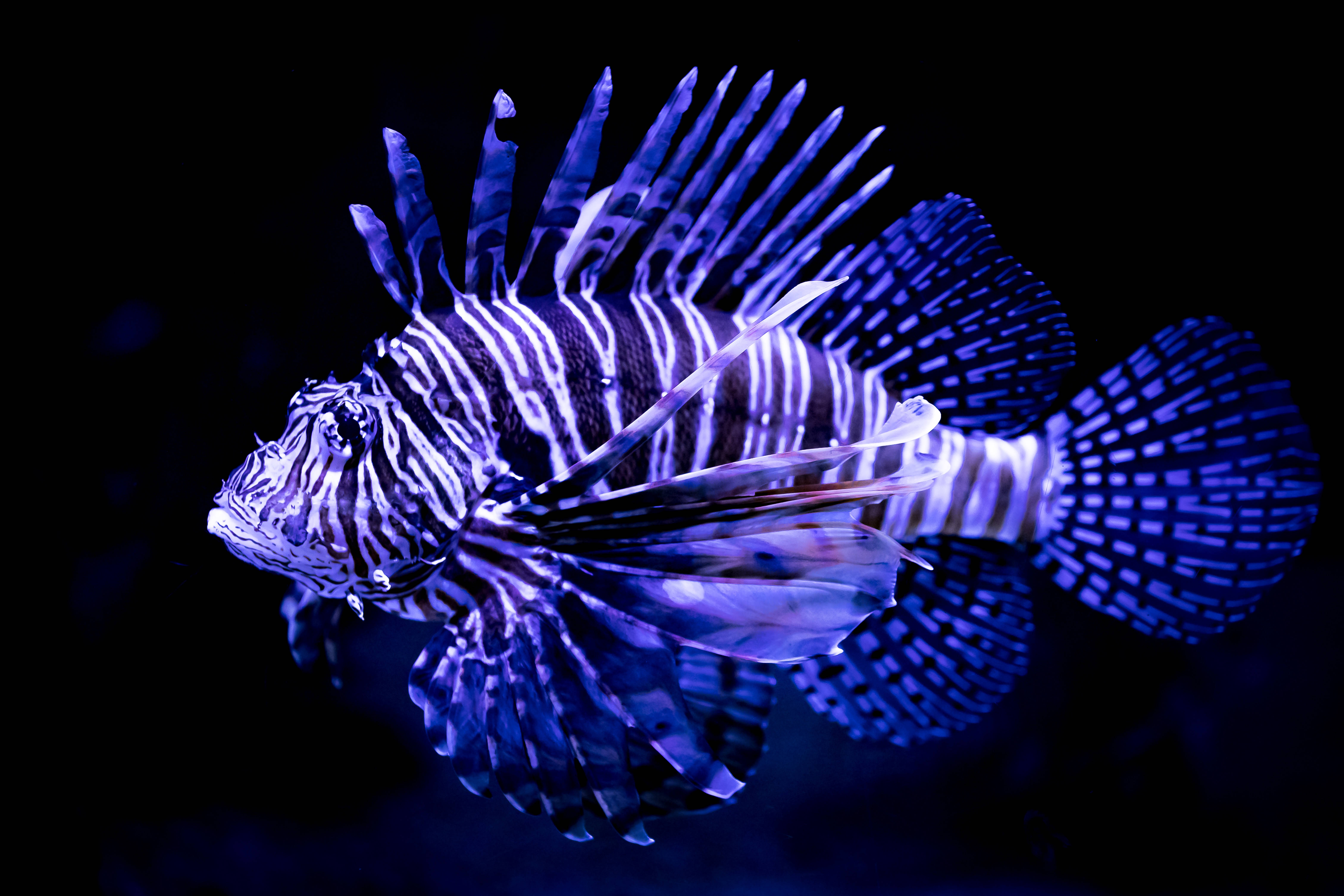Lionfish 4K Ultra HD Vis Muurpapier