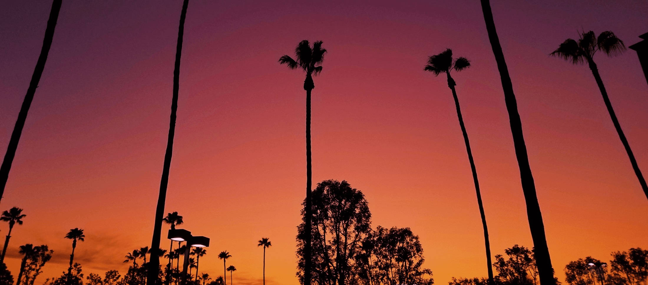 Los Angeles-sondergang oor bome Muurpapier
