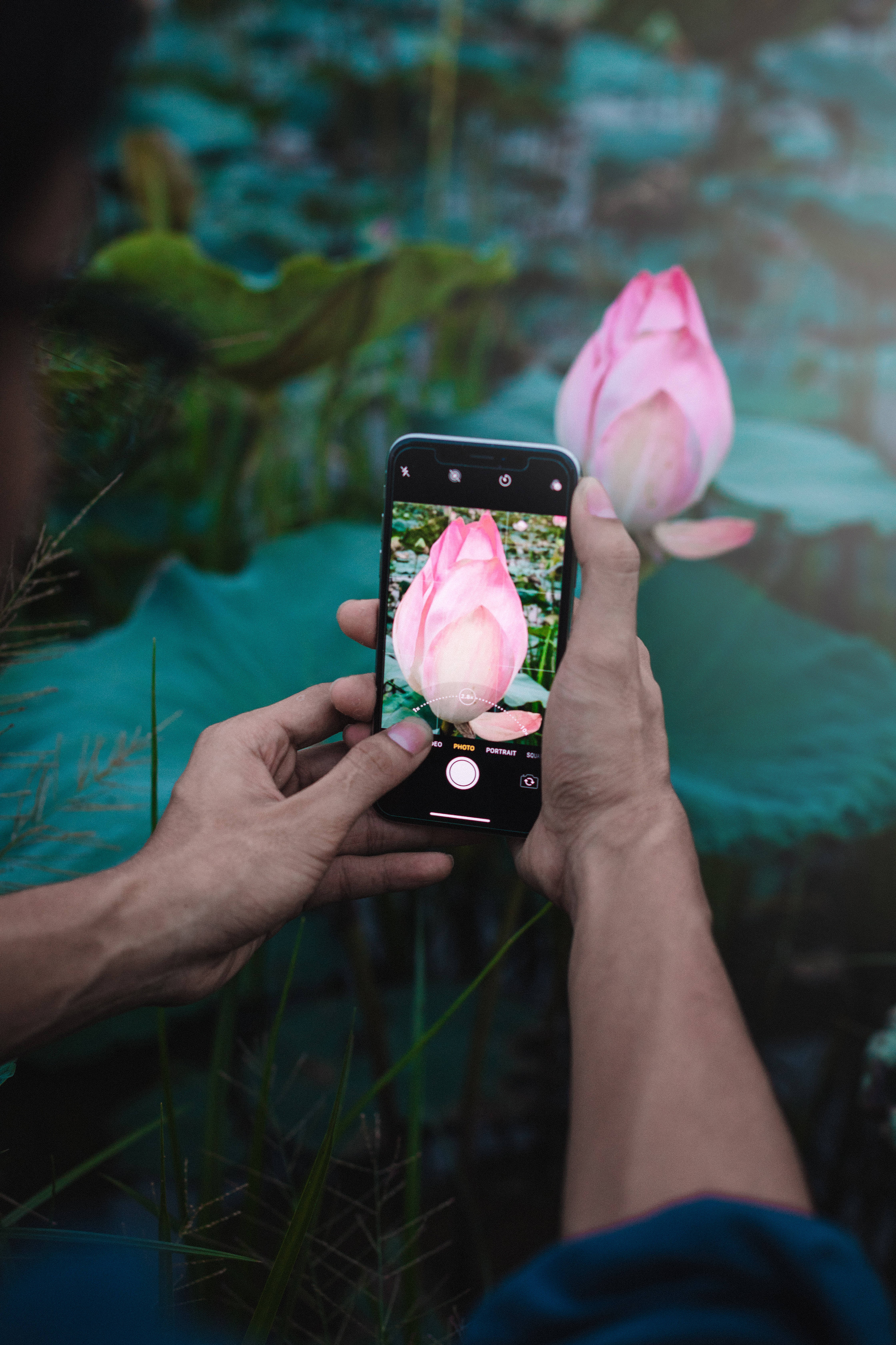 Lotusblom Foto Muurpapier