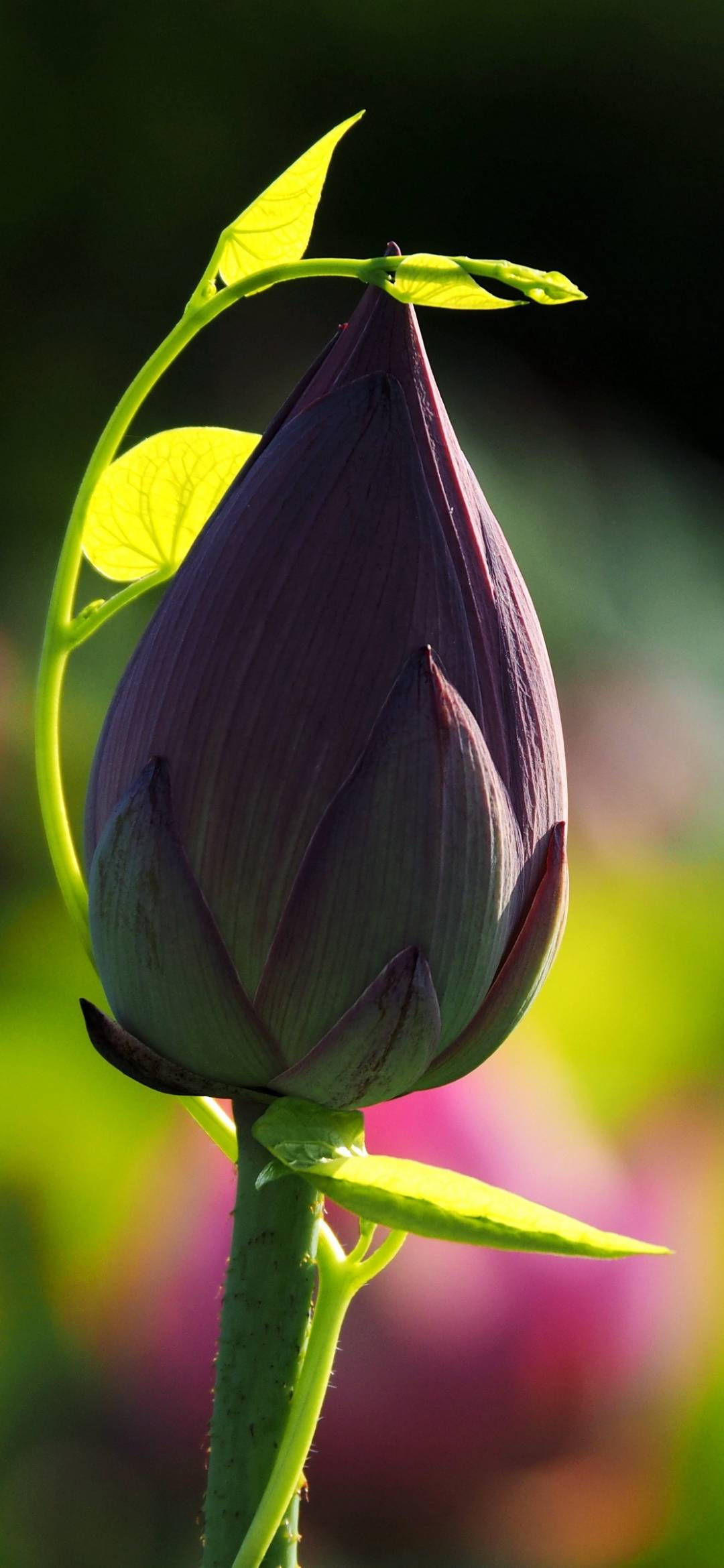 Lotusknop Blomfoongrond Muurpapier