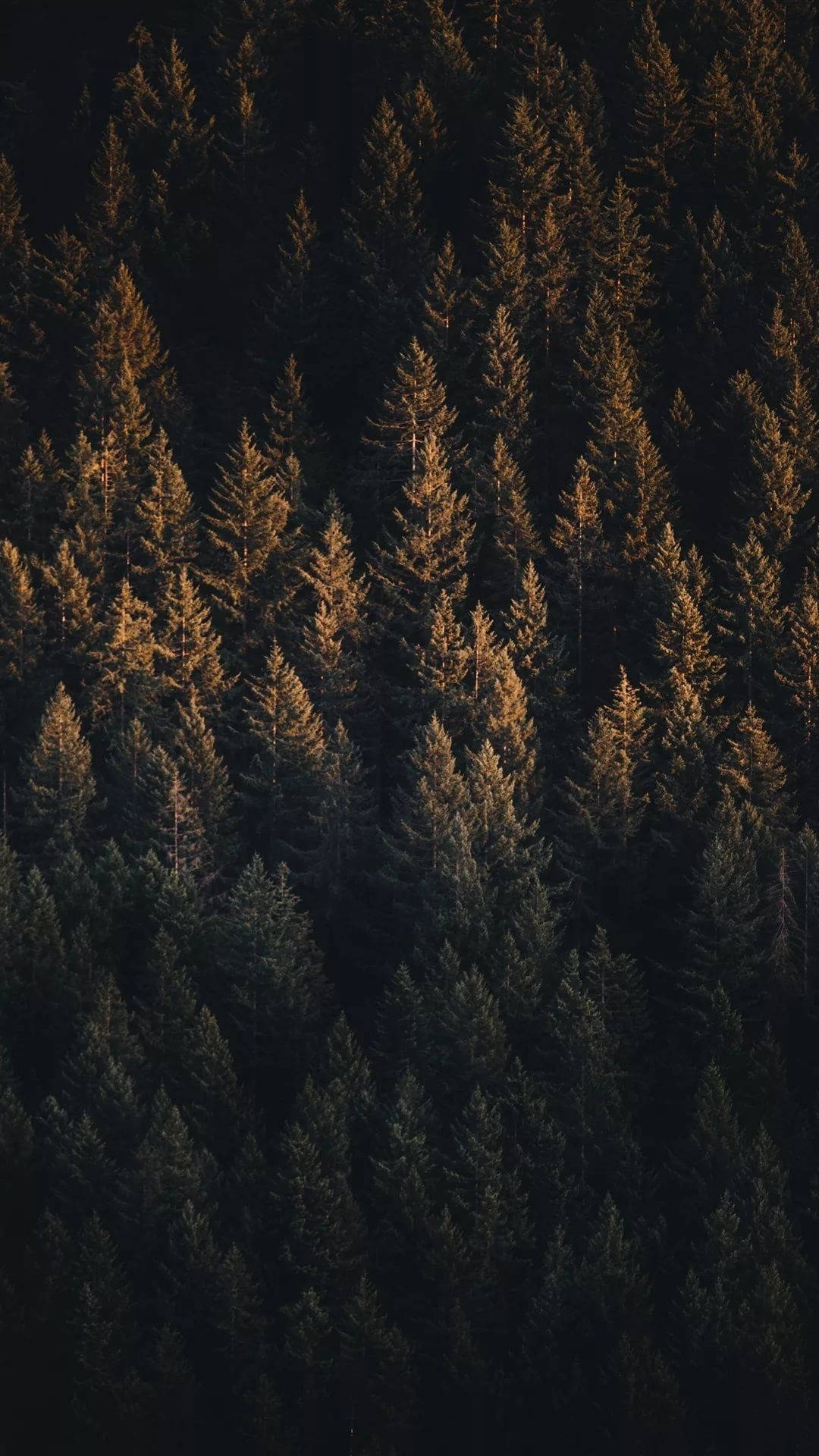 Lugfoto van Groen Dennewoud iPhone Muurpapier