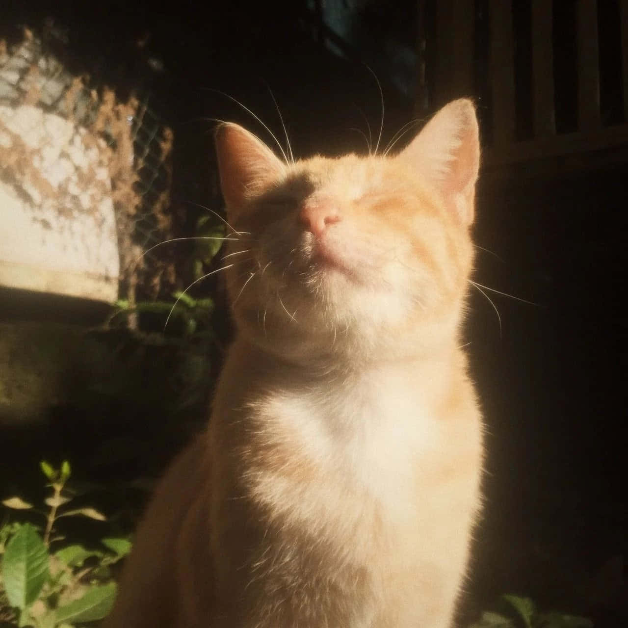 Maak die wêreld 'n meer stylvolle plek met Aesthetic Cat Muurpapier