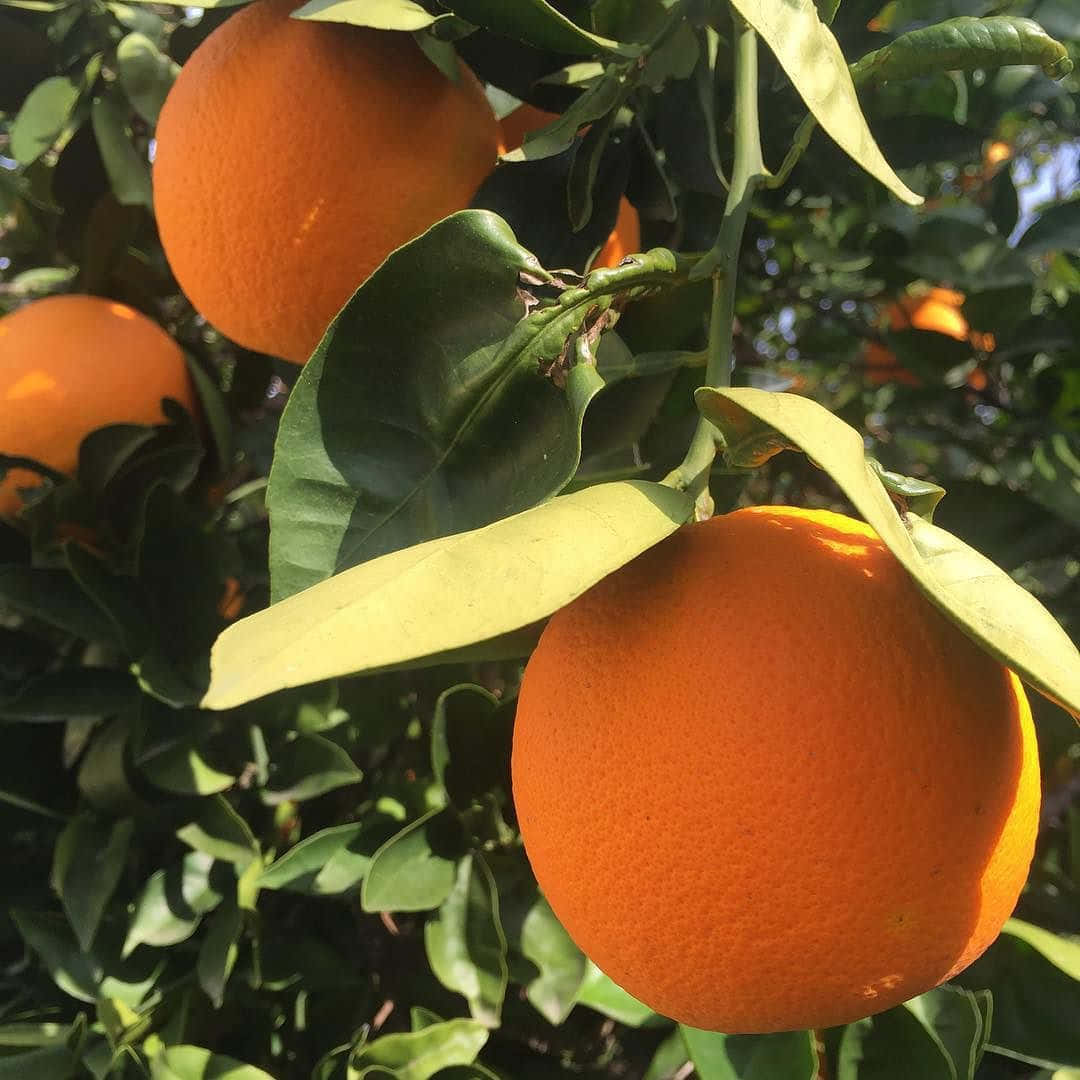 Maak jou dag helder met 'n skeut lewendige oranje! Muurpapier