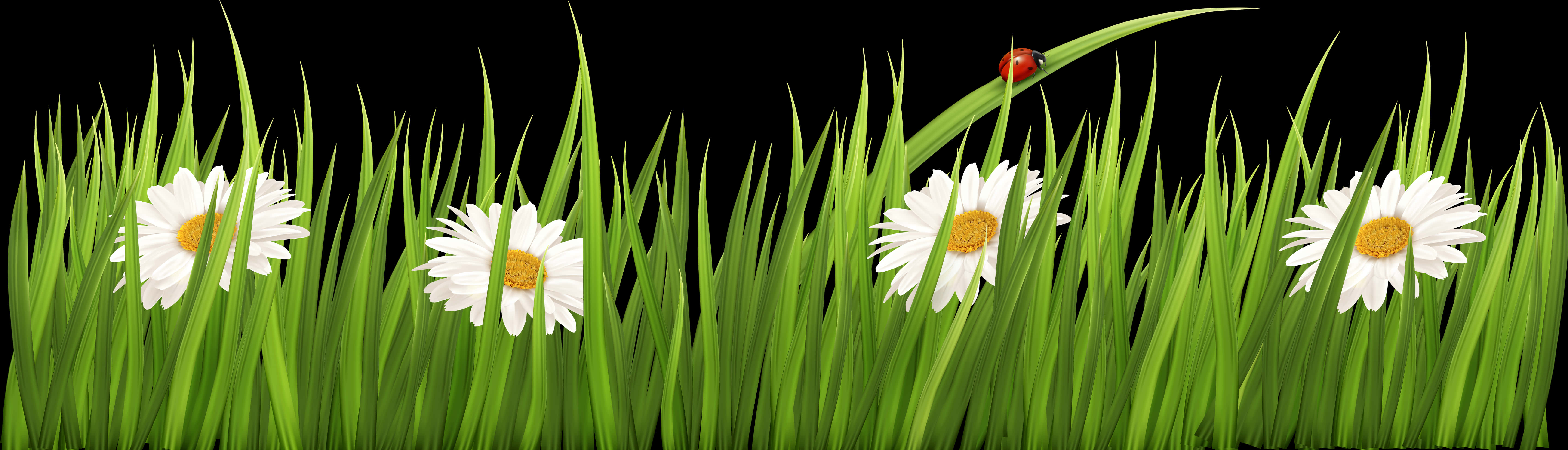 Madeliefies en Liewenheersbesie in Gras Muurpapier