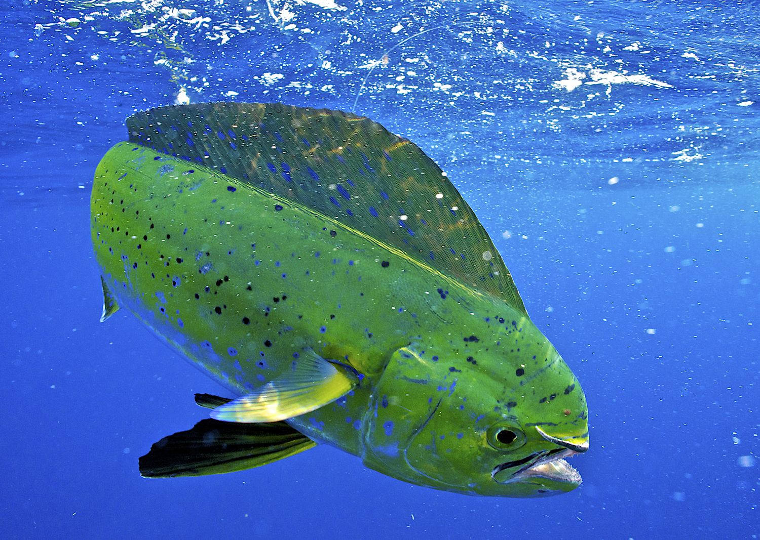 Mahi-Mahi Vis Raak Die Oppervlakte Muurpapier