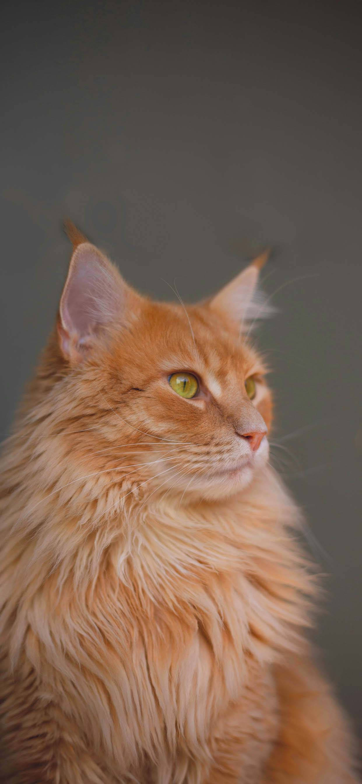 Majestieuse Oulike Kat Liefde Muurpapier