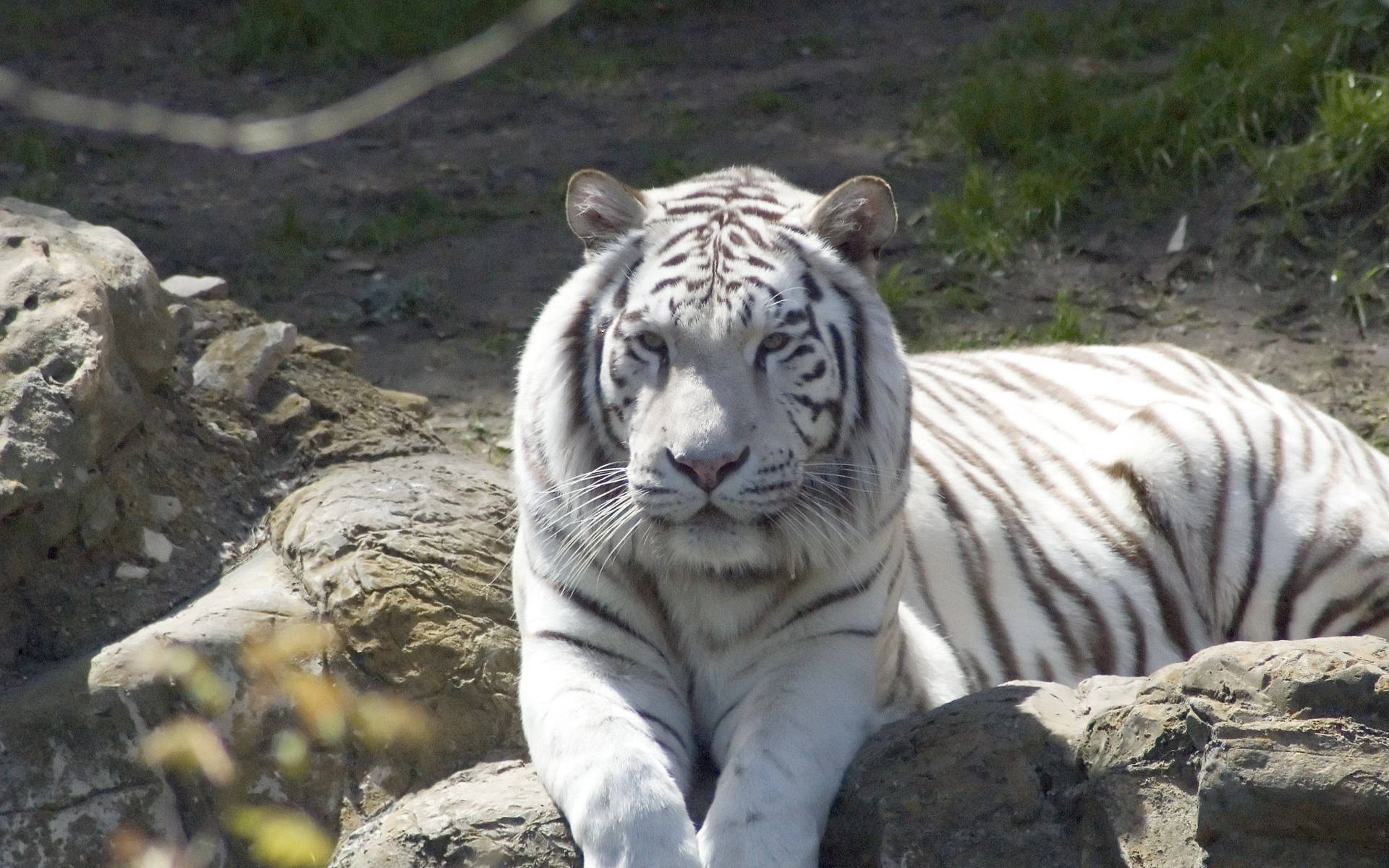 Sittende wit albino tier agtergrond op 'n sonnige dag