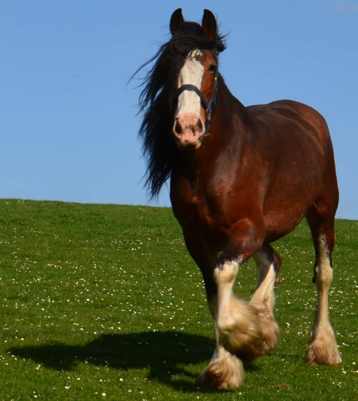 Majestueuse Clydesdale Perd wat in 'n Veld Staan Muurpapier