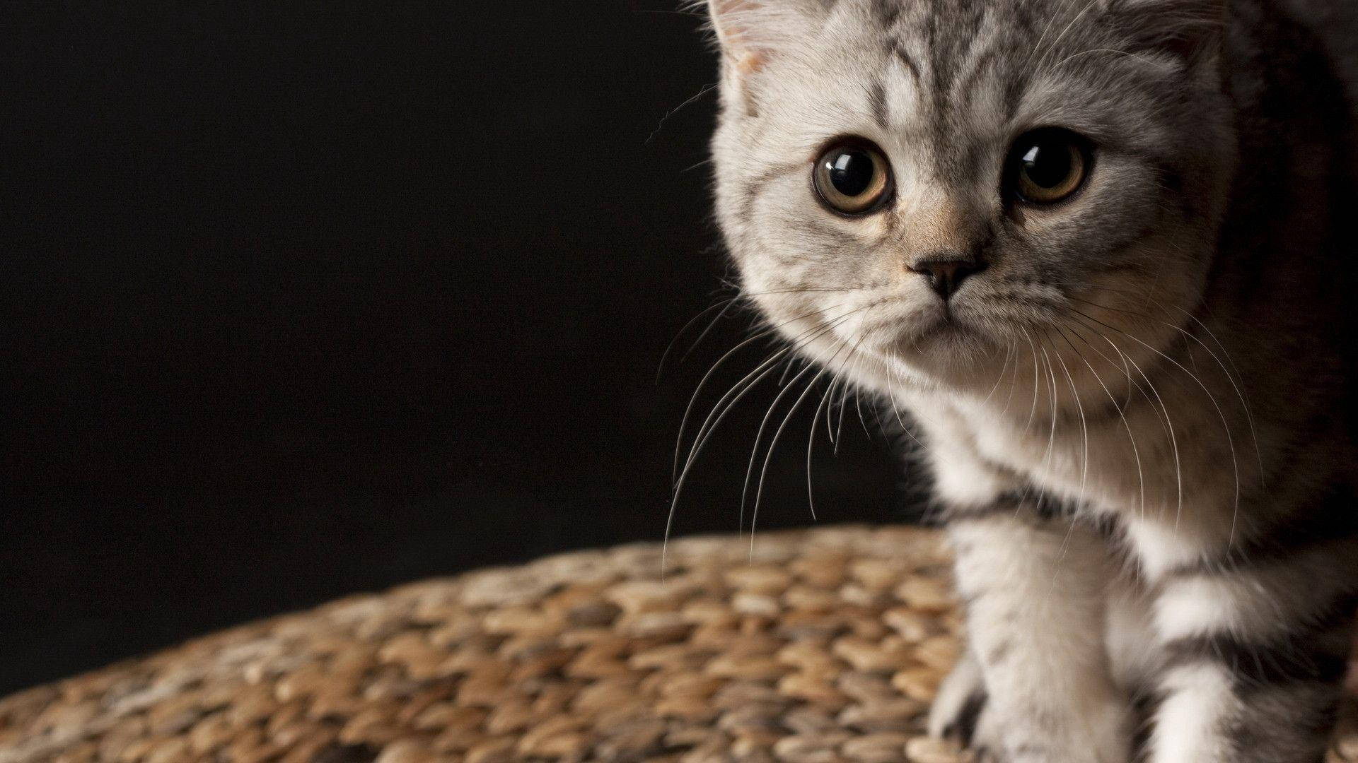 Majestueuse Kat Skoonheid Muurpapier