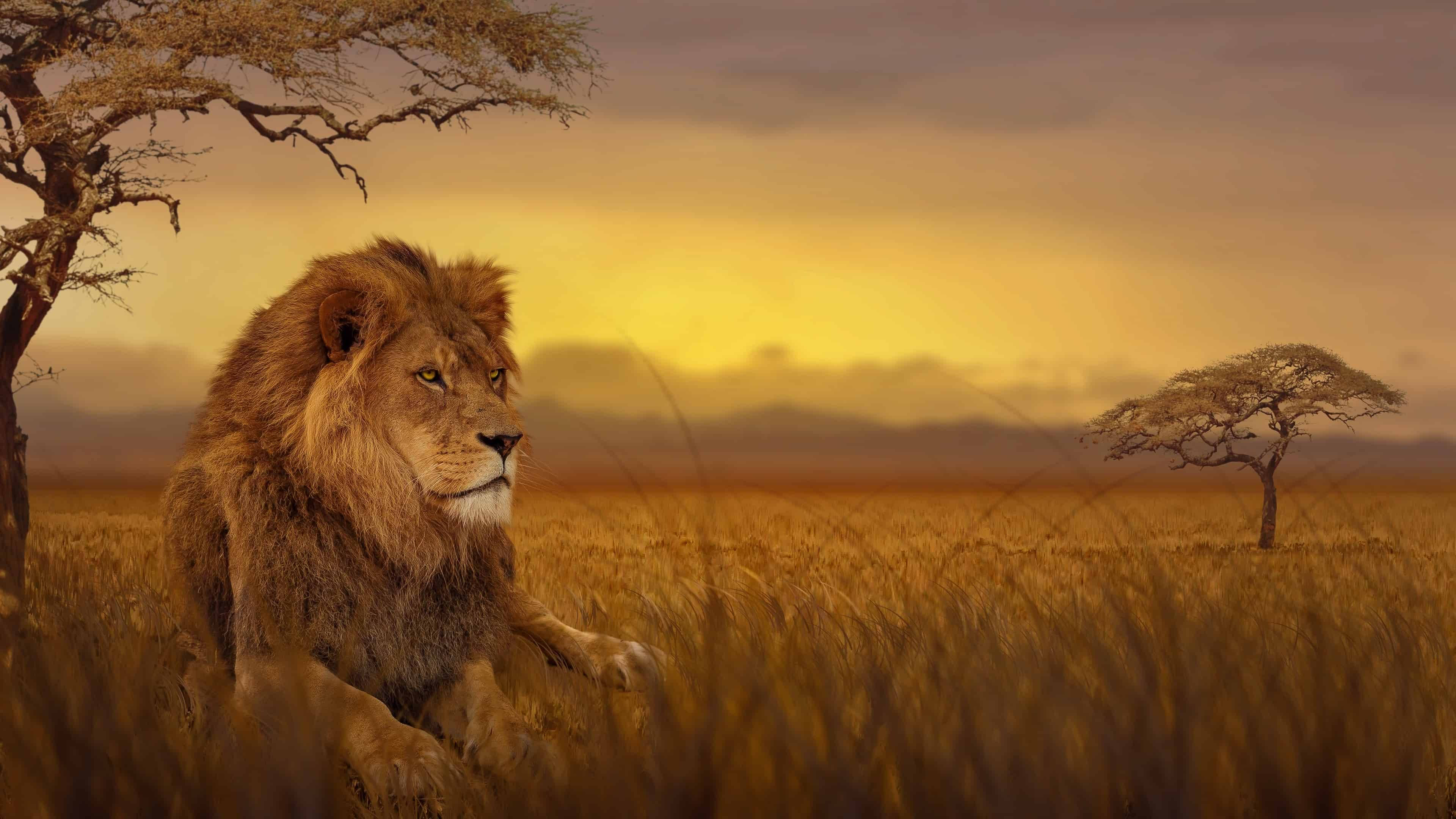 Majestueuse Leeu Afrika 4K Muurpapier