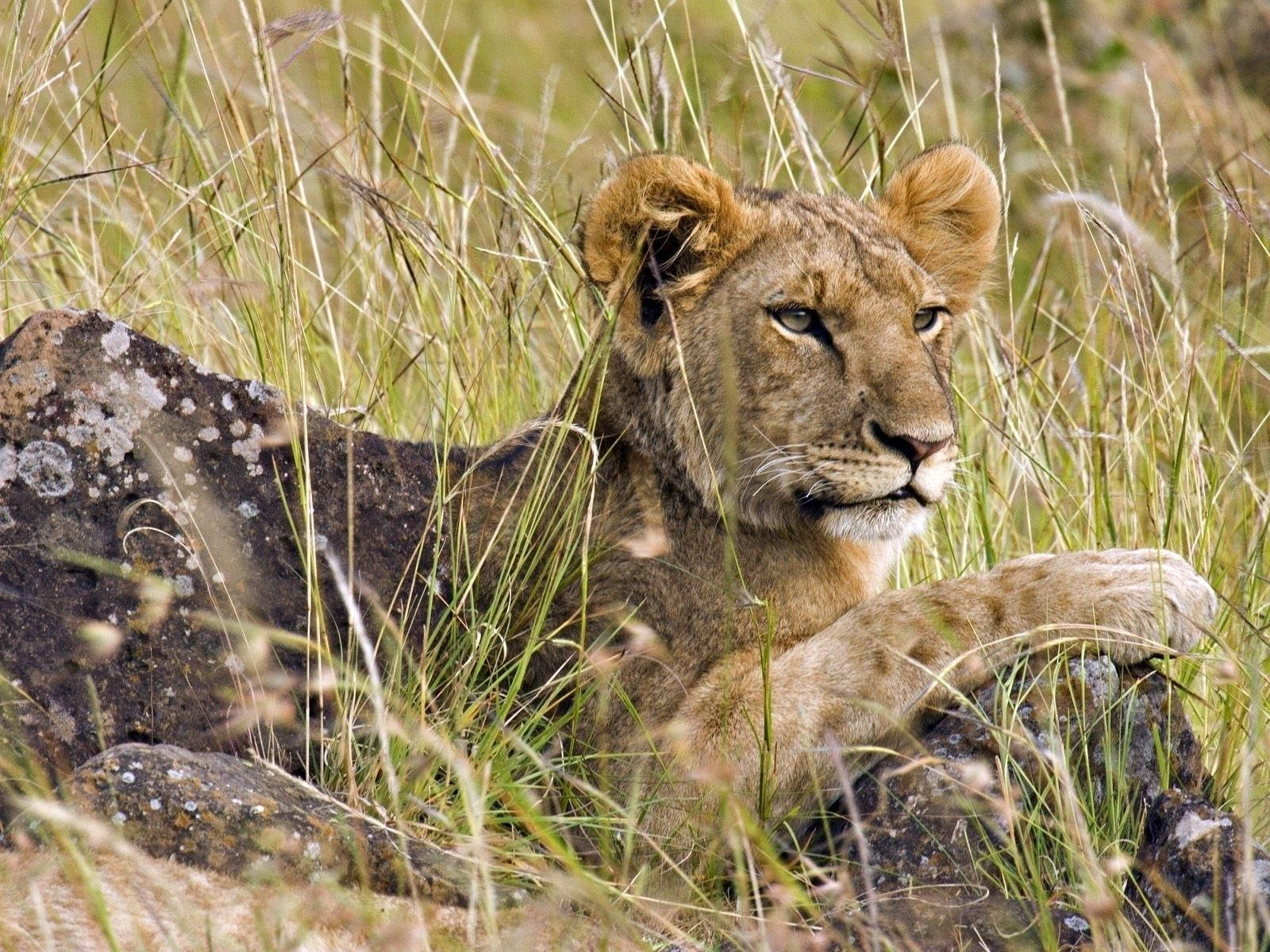 Leeu wat in die gras lê met sy poot op 'n klip wat sy omgewing dophou vir prooi in die Savanne.