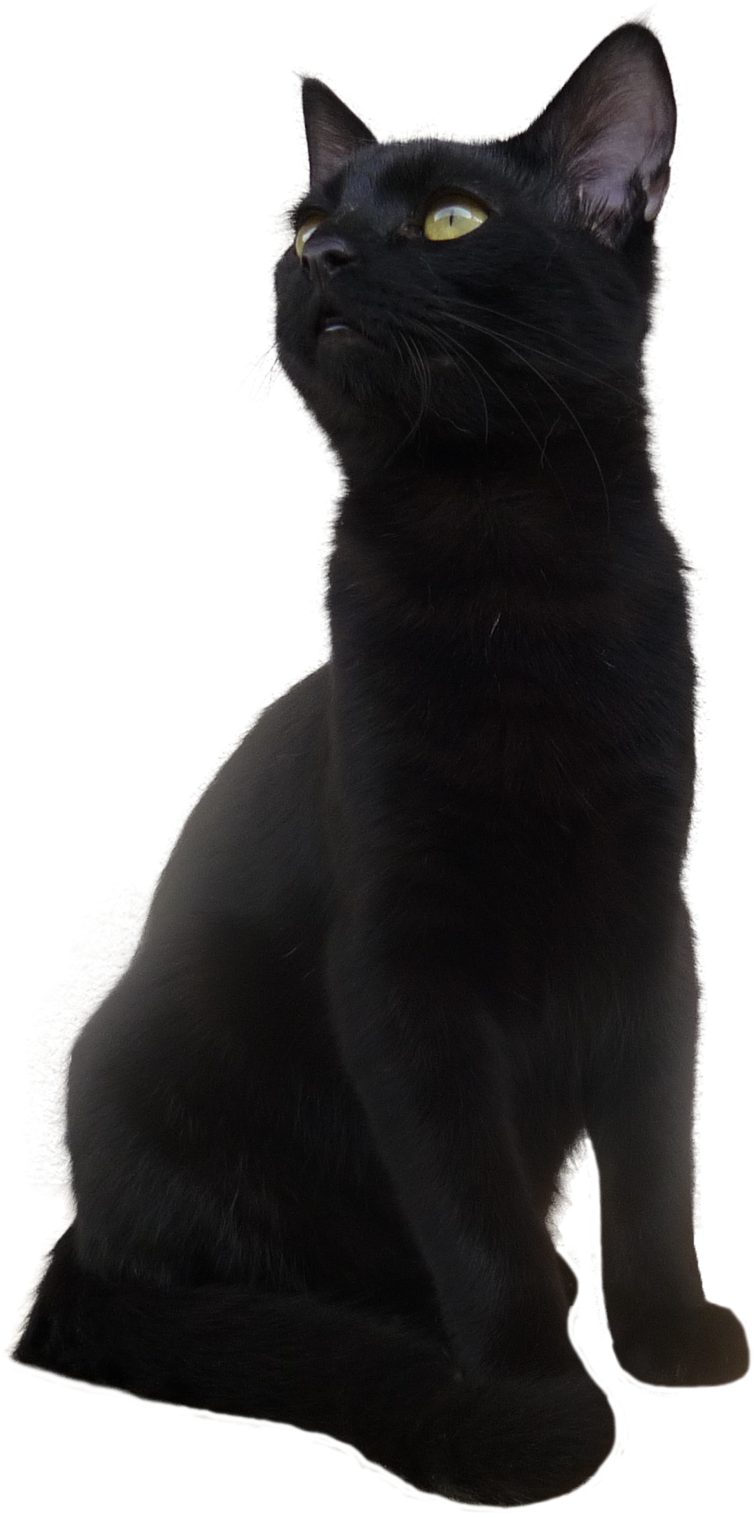 Majestueuse Swart Kat Posisie Muurpapier
