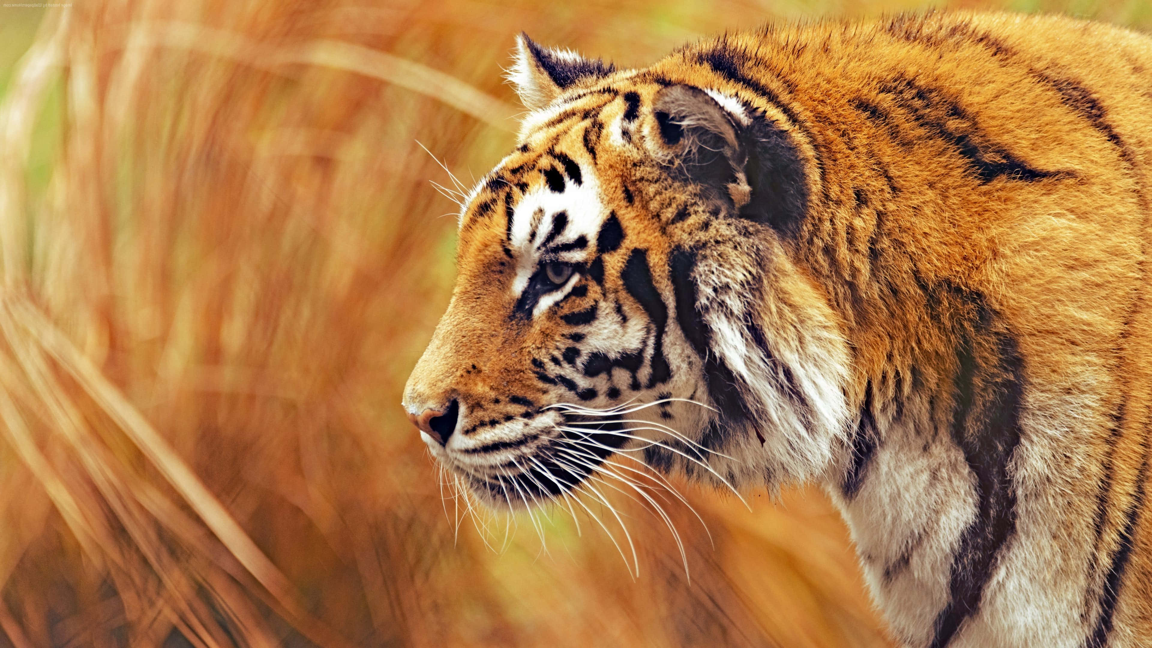 Majestueuse Tier in sy Natuurlike Habitat Muurpapier