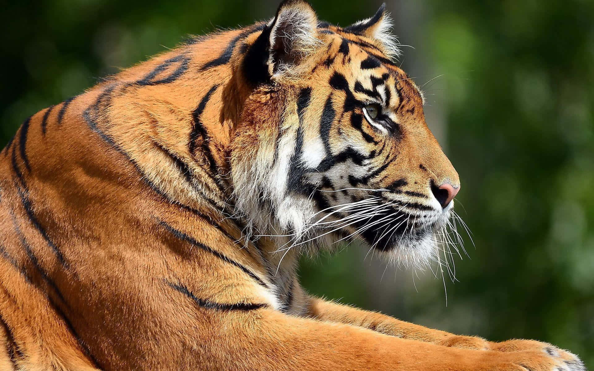 Majestueuse Tier wat deur die Wildernis Sluip Muurpapier