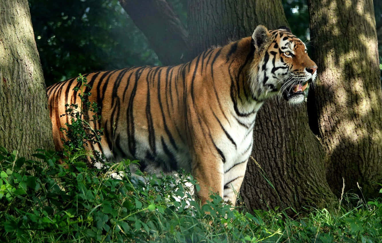 Majestueuse Tier wat in die Wildernis Rondsluip Muurpapier