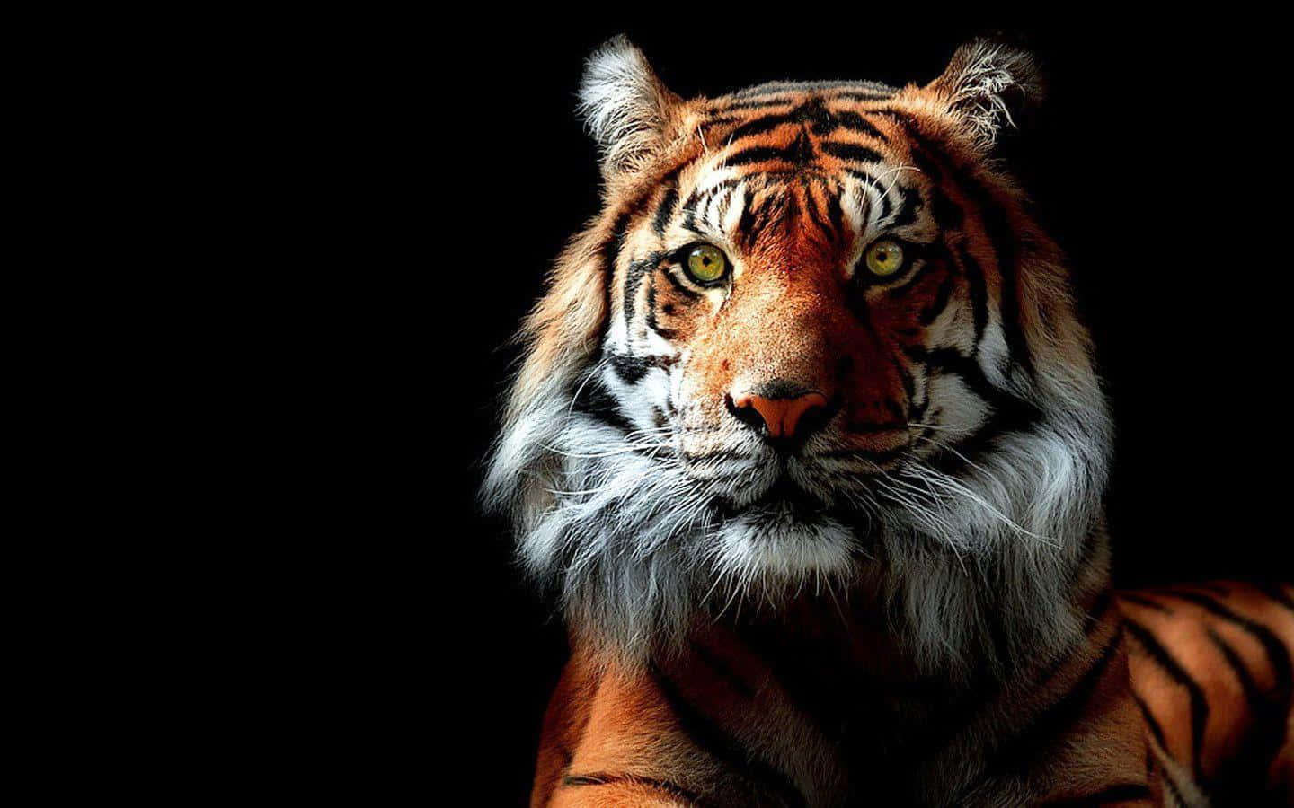 Majestueuse Tier wat in die Wildernis Stap Muurpapier