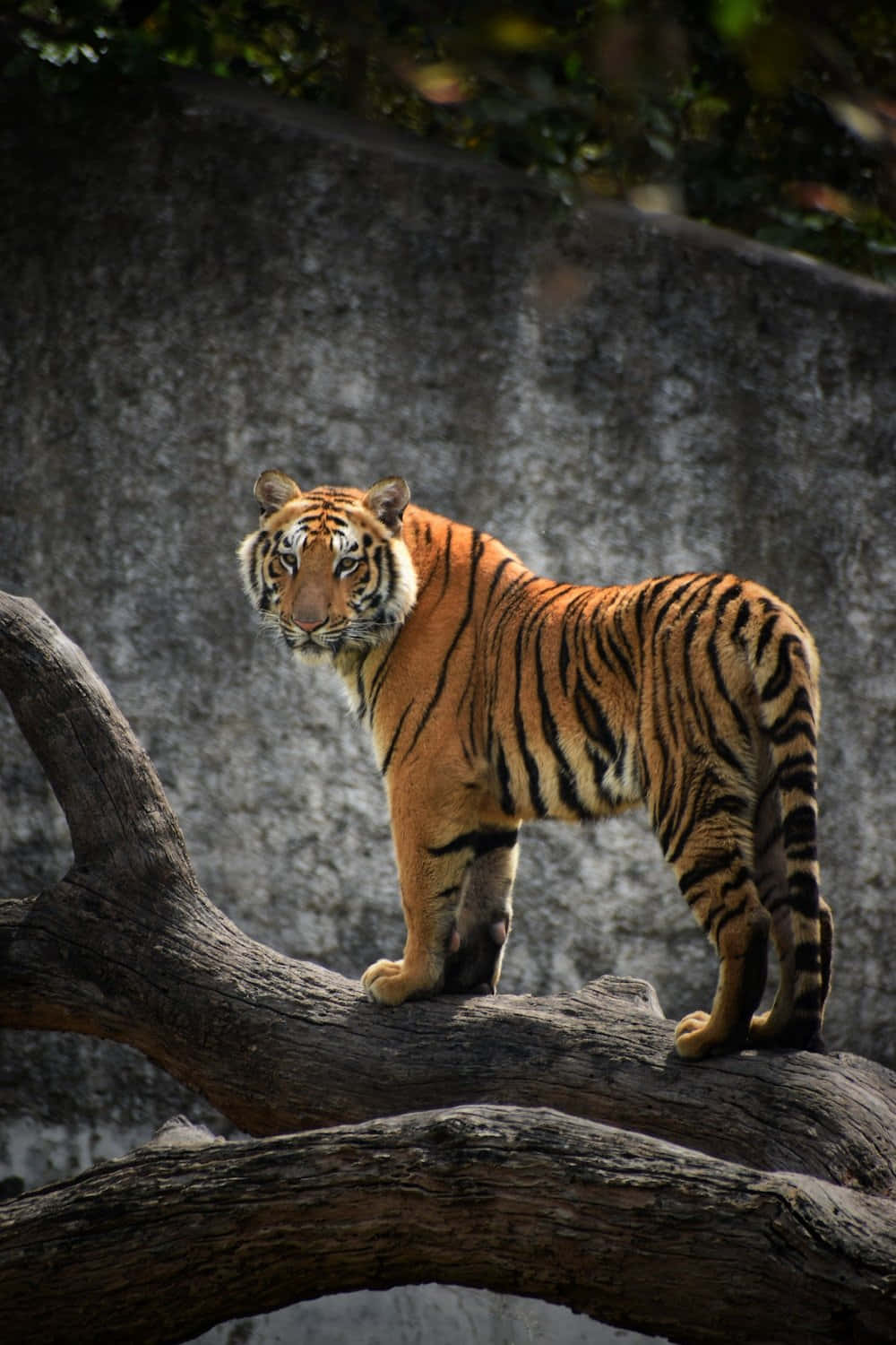 Majestueuse Tier wat in Sy Natuurlike Habitat Rondsluip Muurpapier