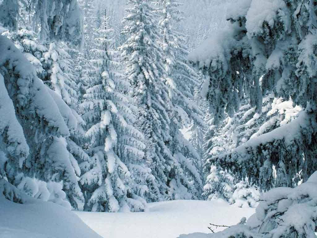 Majestueuse Winterscenery in 'n Dennebos Muurpapier