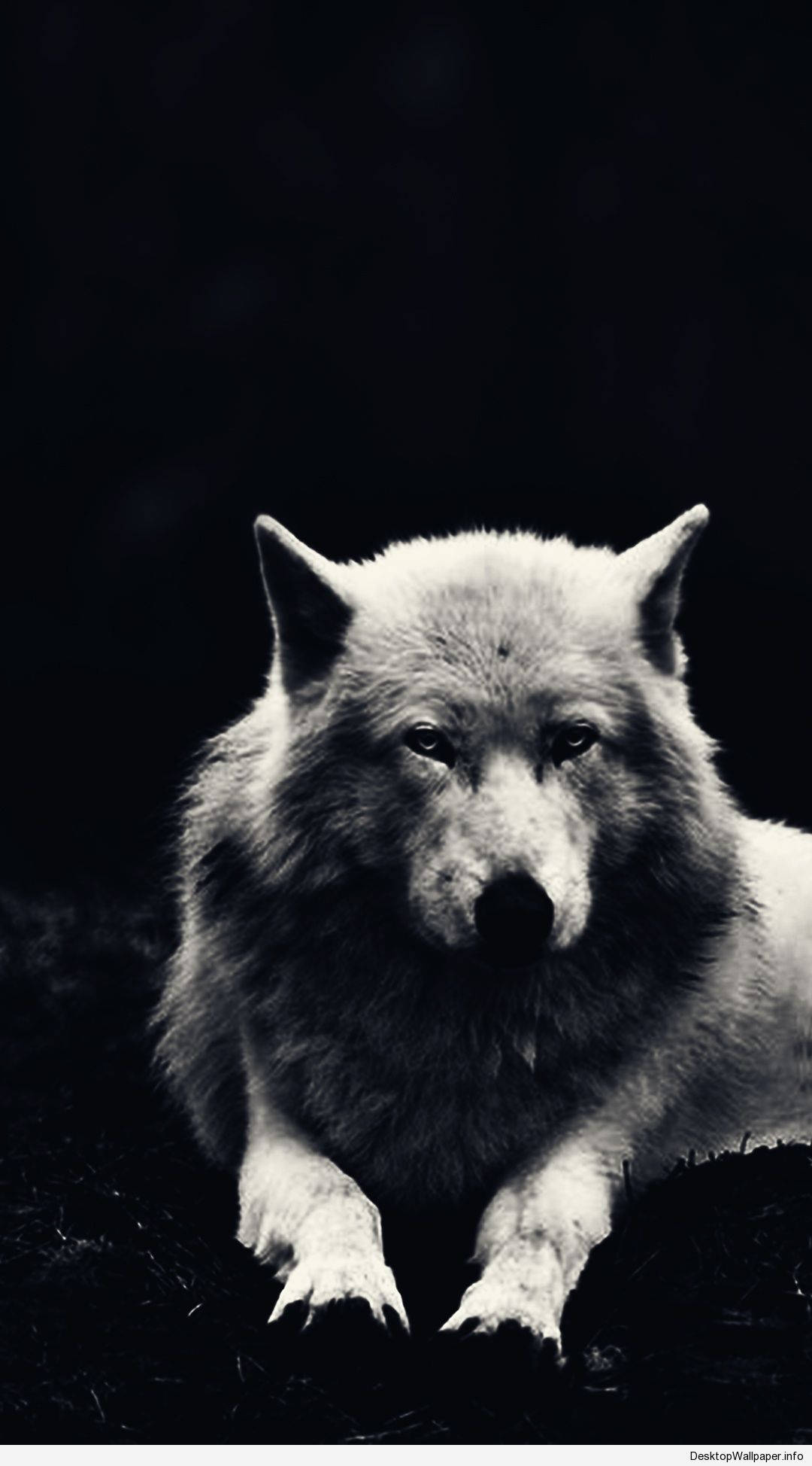 Majestueuse Wit Wolf Muurpapier