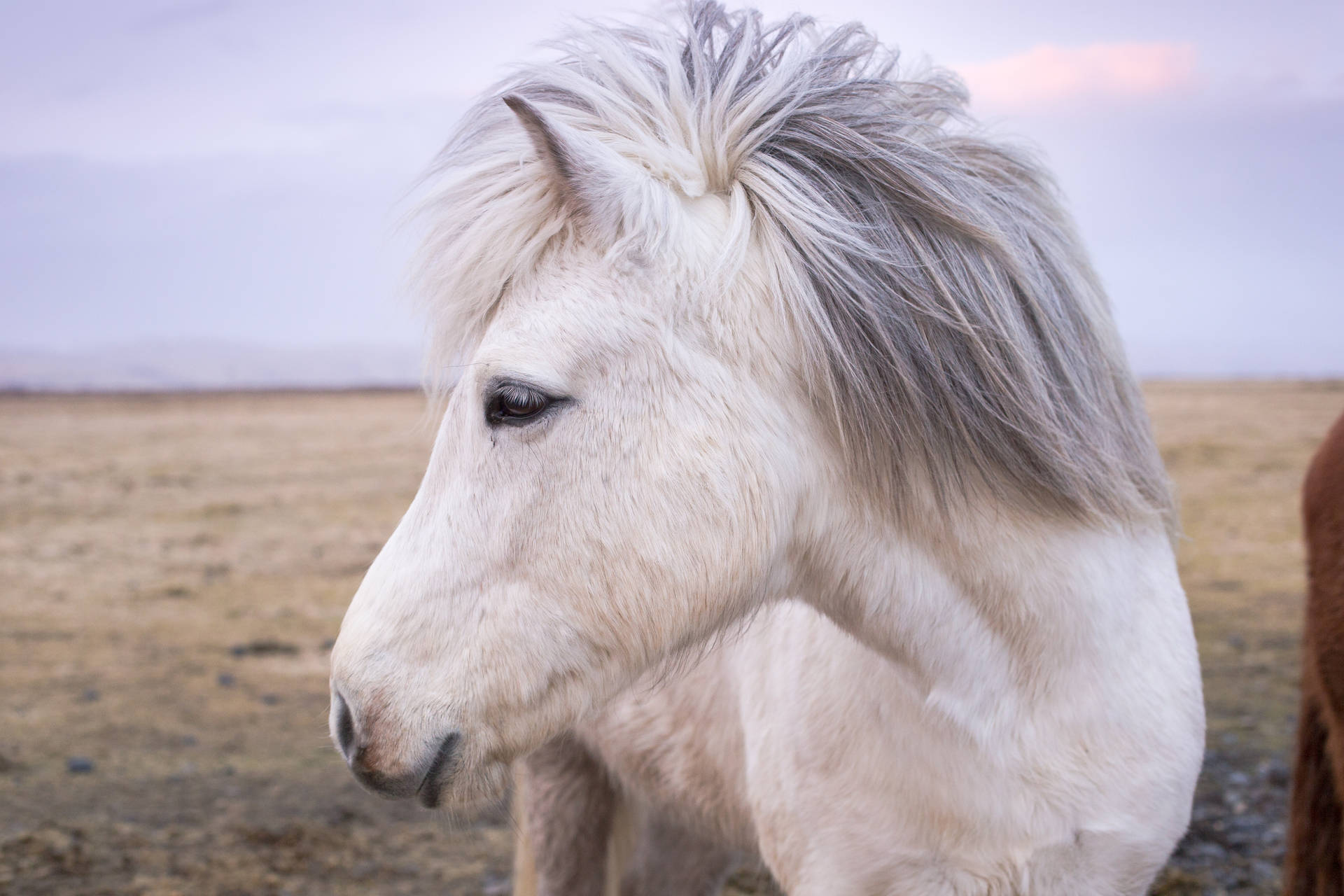 Wit perd nabyfoto fotografie op 'n prairie muurpapier