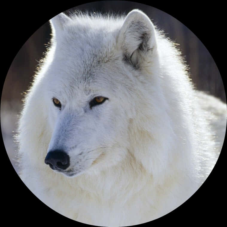 Majestueuse Witwolf Portret Muurpapier
