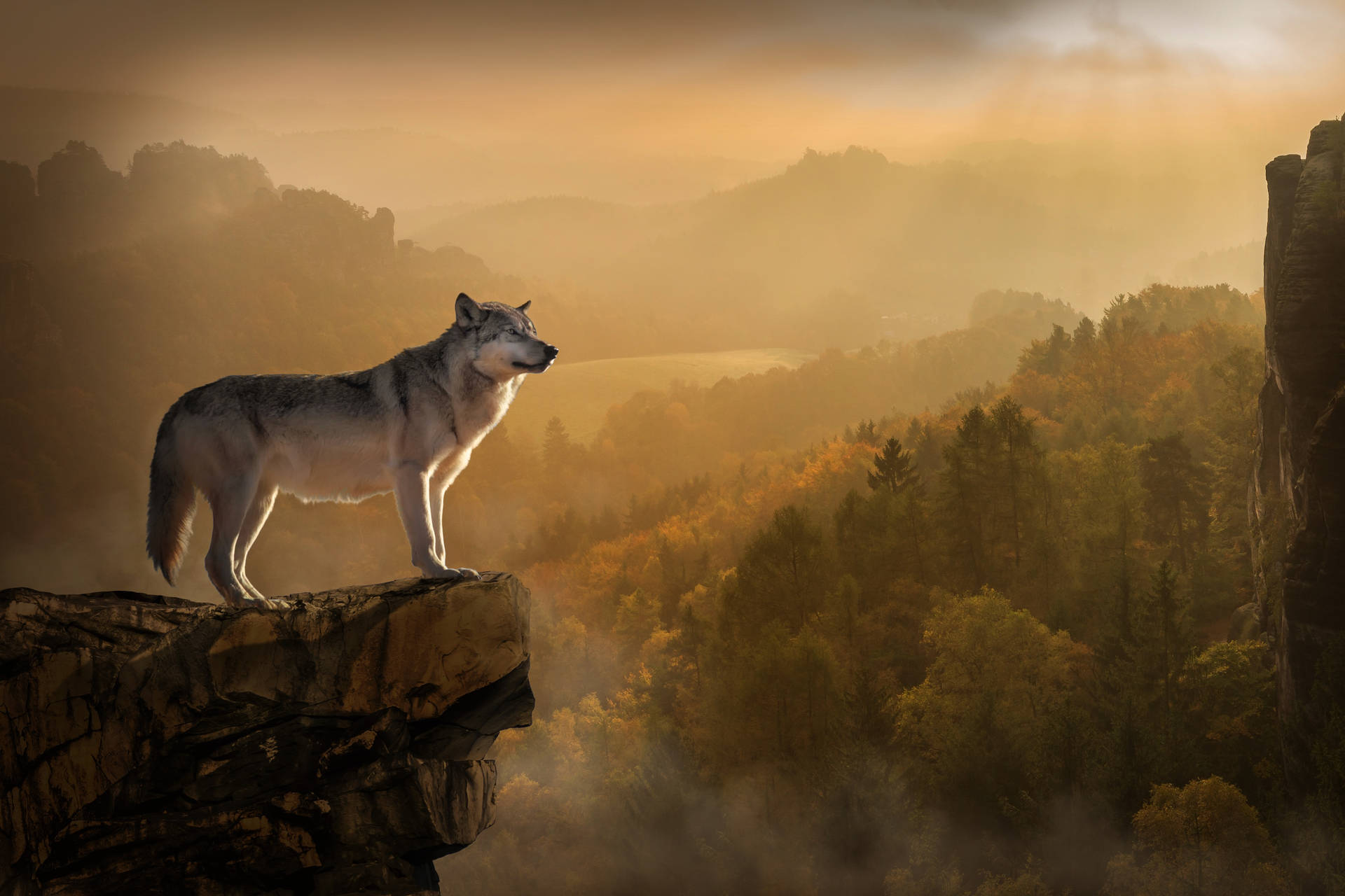 Grys wolf wat bo-op 'n hoë rotsberg staan en oor die wye horison uitkyk.