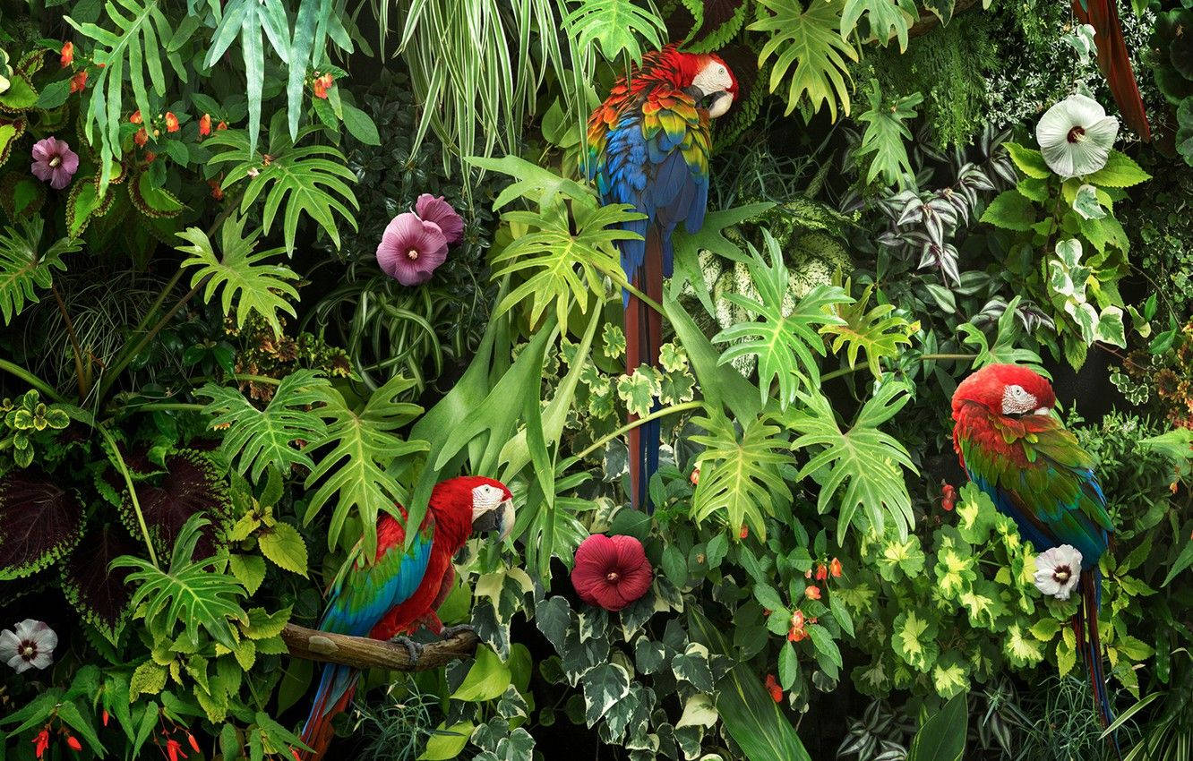 Makpapegaaie in Welige Tuin Muurpapier