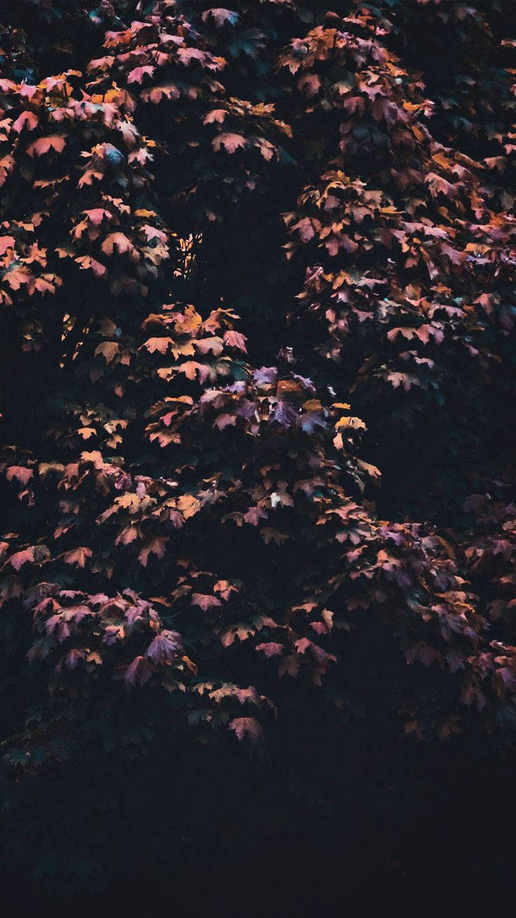 Mapleboom Estetika iPhone 11 Muurpapier
