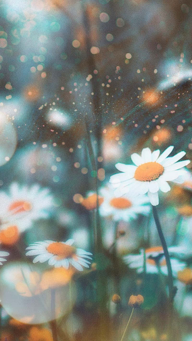 margriete in die veld met 'n vaal agtergrond Muurpapier