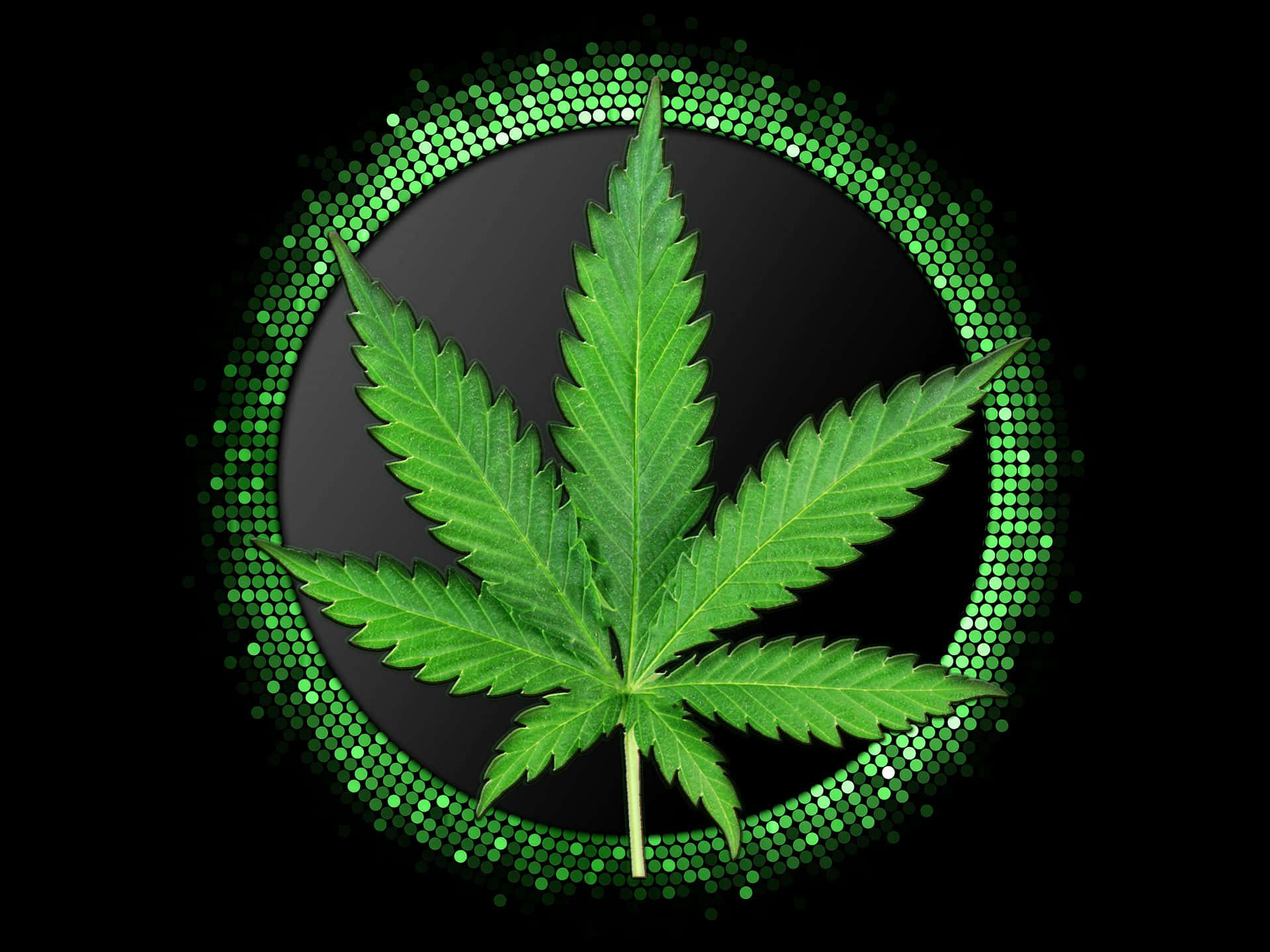 Marijuana-blad omring deur groen sirkels — Donkergroen Muurpapier
