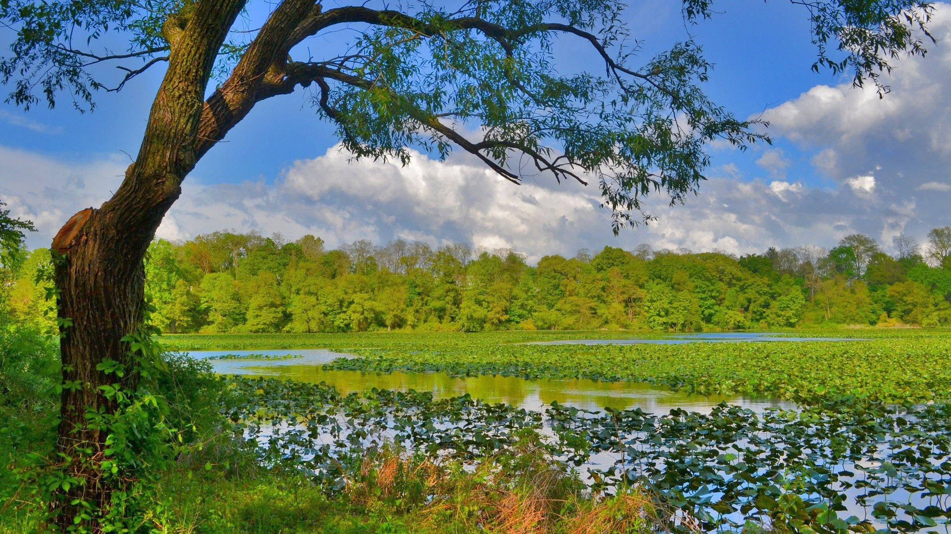 Meer in die Bosnatuur-agtergrond.