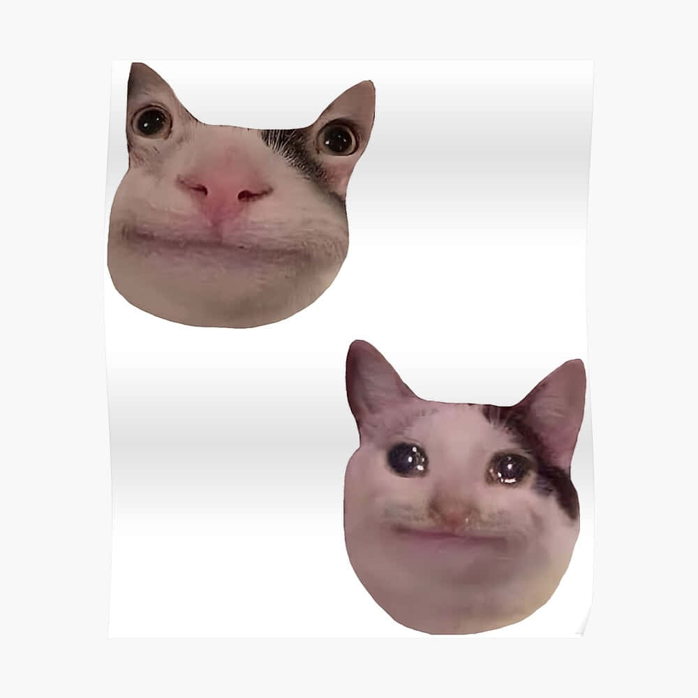 Meme Kat Snaaks Discord PFP Muurpapier