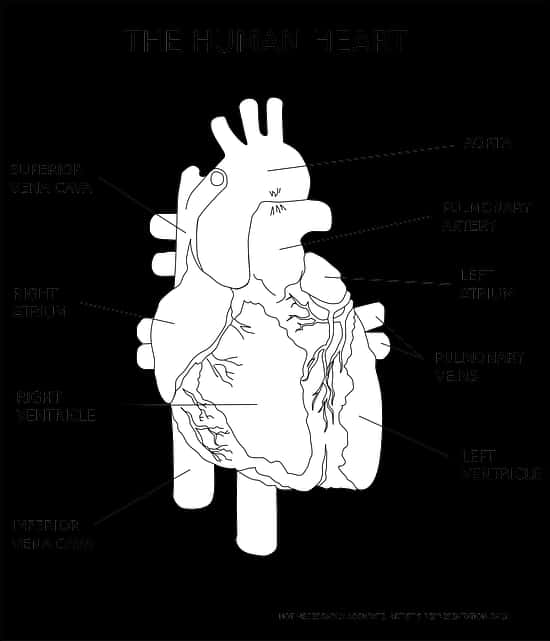 Menslike Hart Anatomie Illustrasie Muurpapier