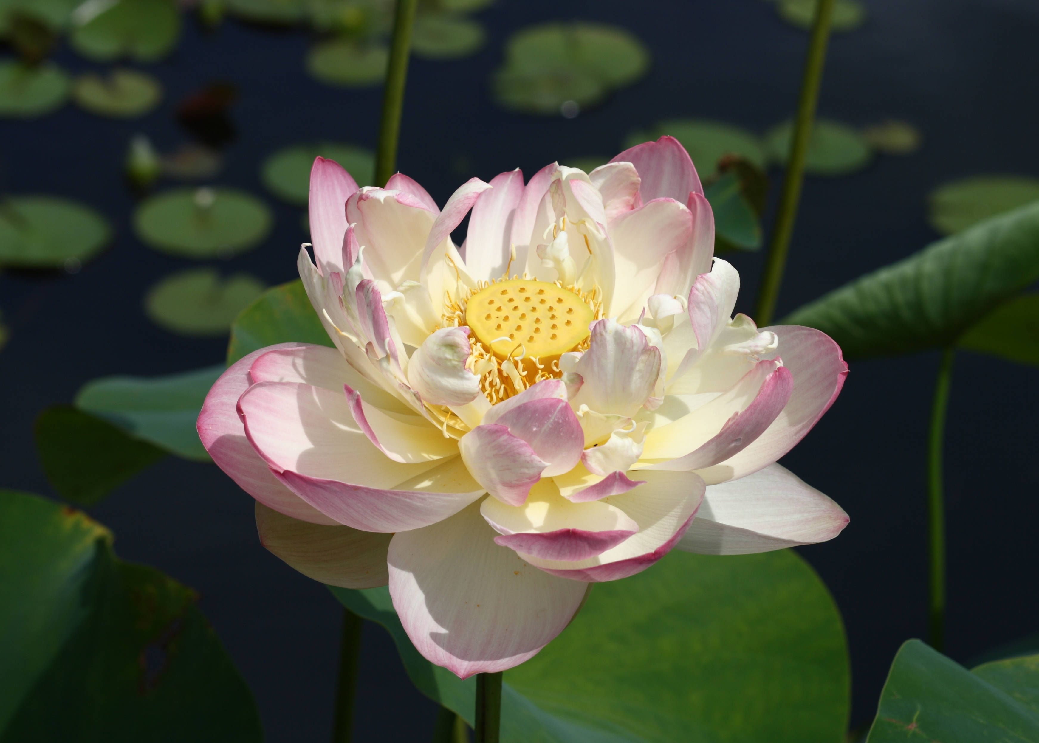 Mev. Perry D. Slocum Lotusblom Muurpapier