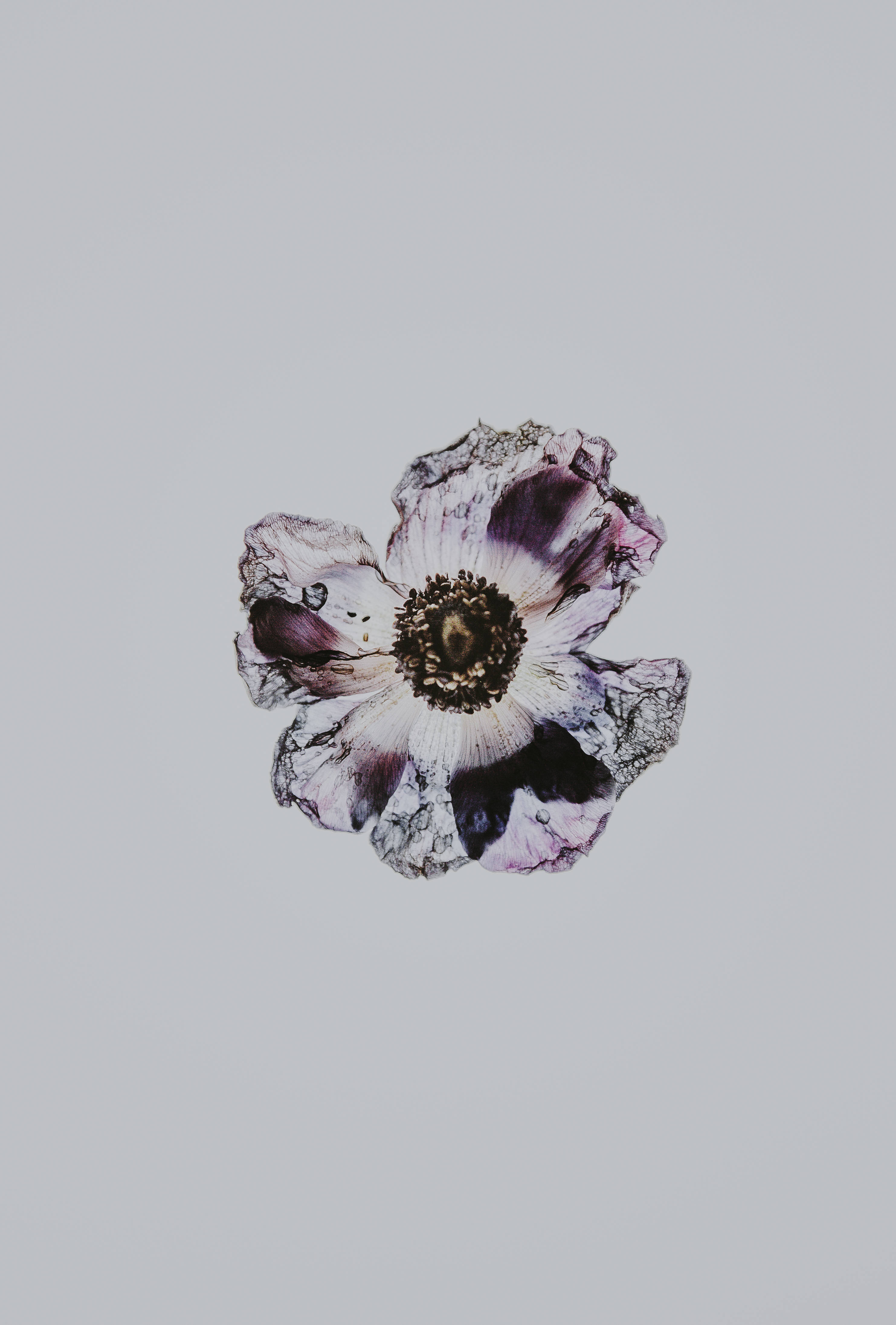 Minimalistiese Donker Maroen Blompatroon Muurpapier