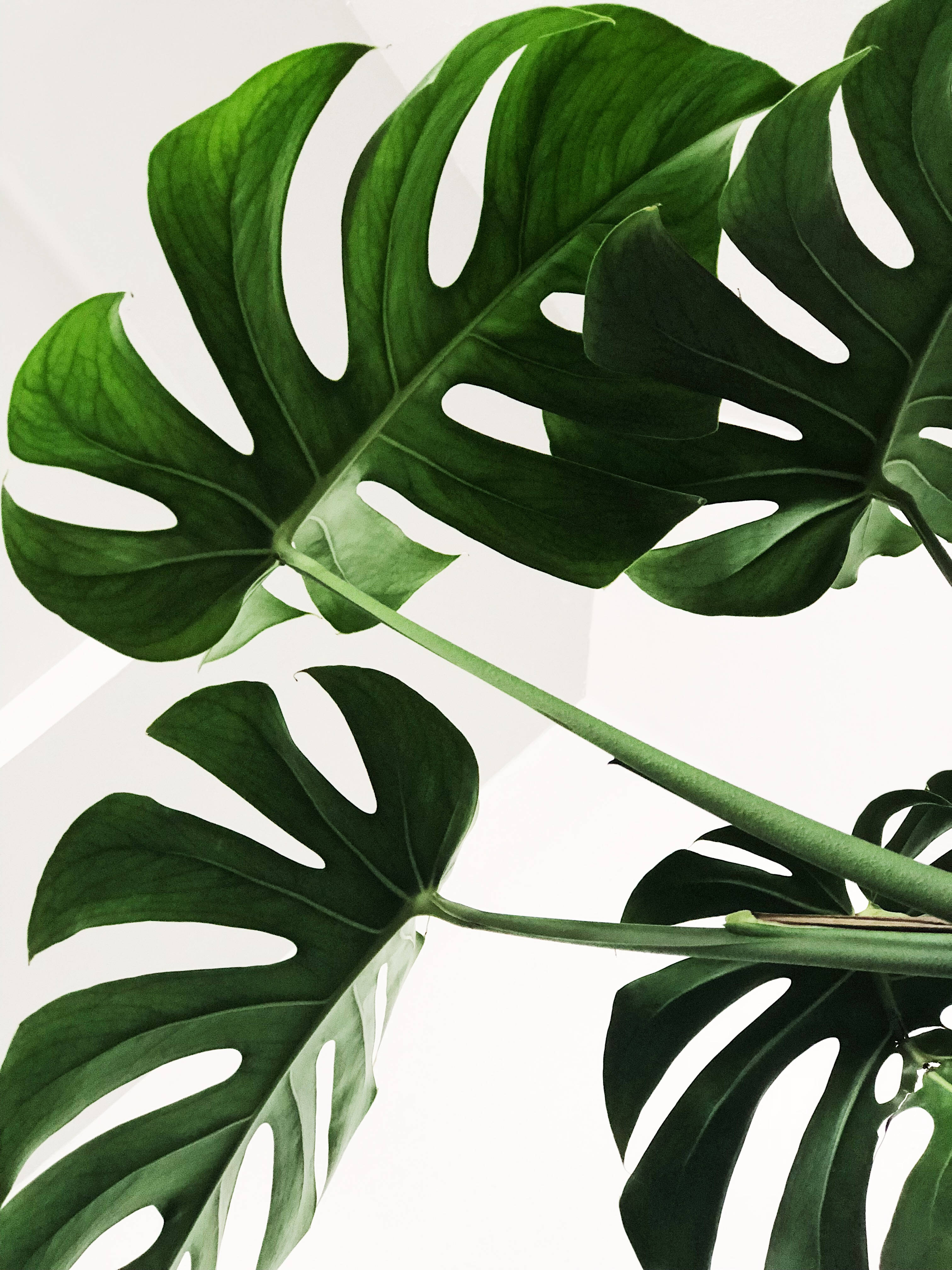 Minimalistiese Monstera Blare Muurpapier