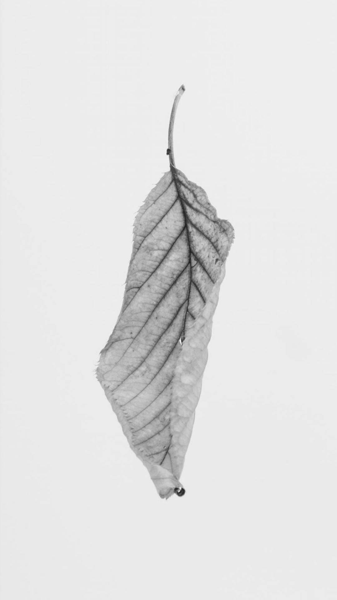 Minimalistiese Swart en Wit Blaar Muurpapier