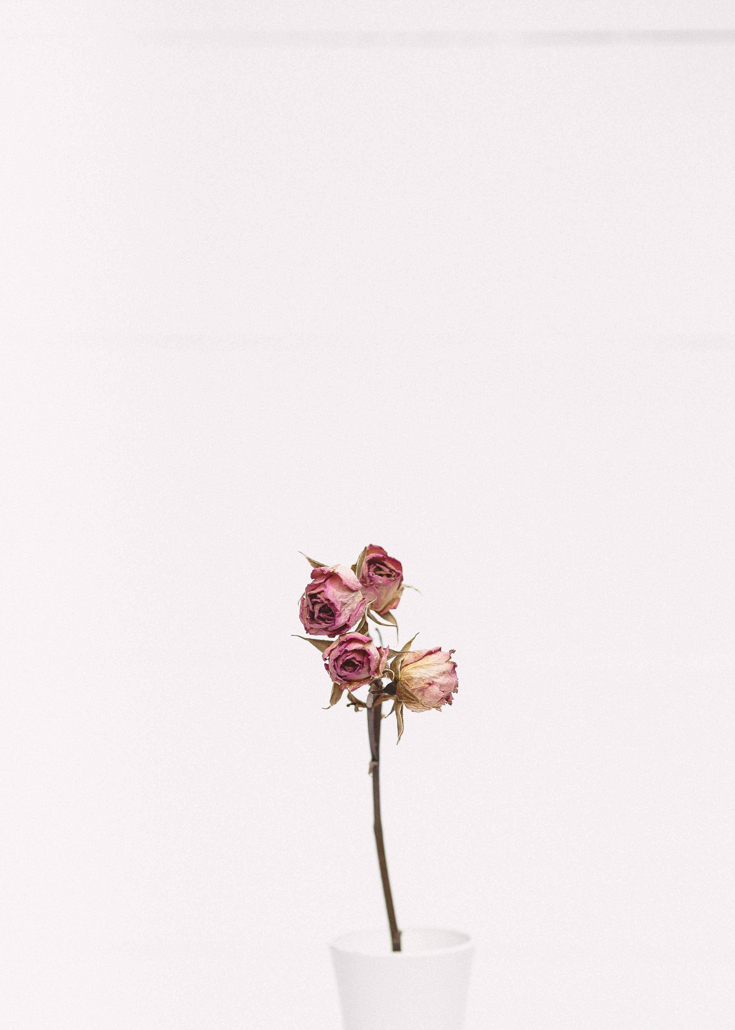 Minimalistiese skoonheid van 'n pienk roos Muurpapier