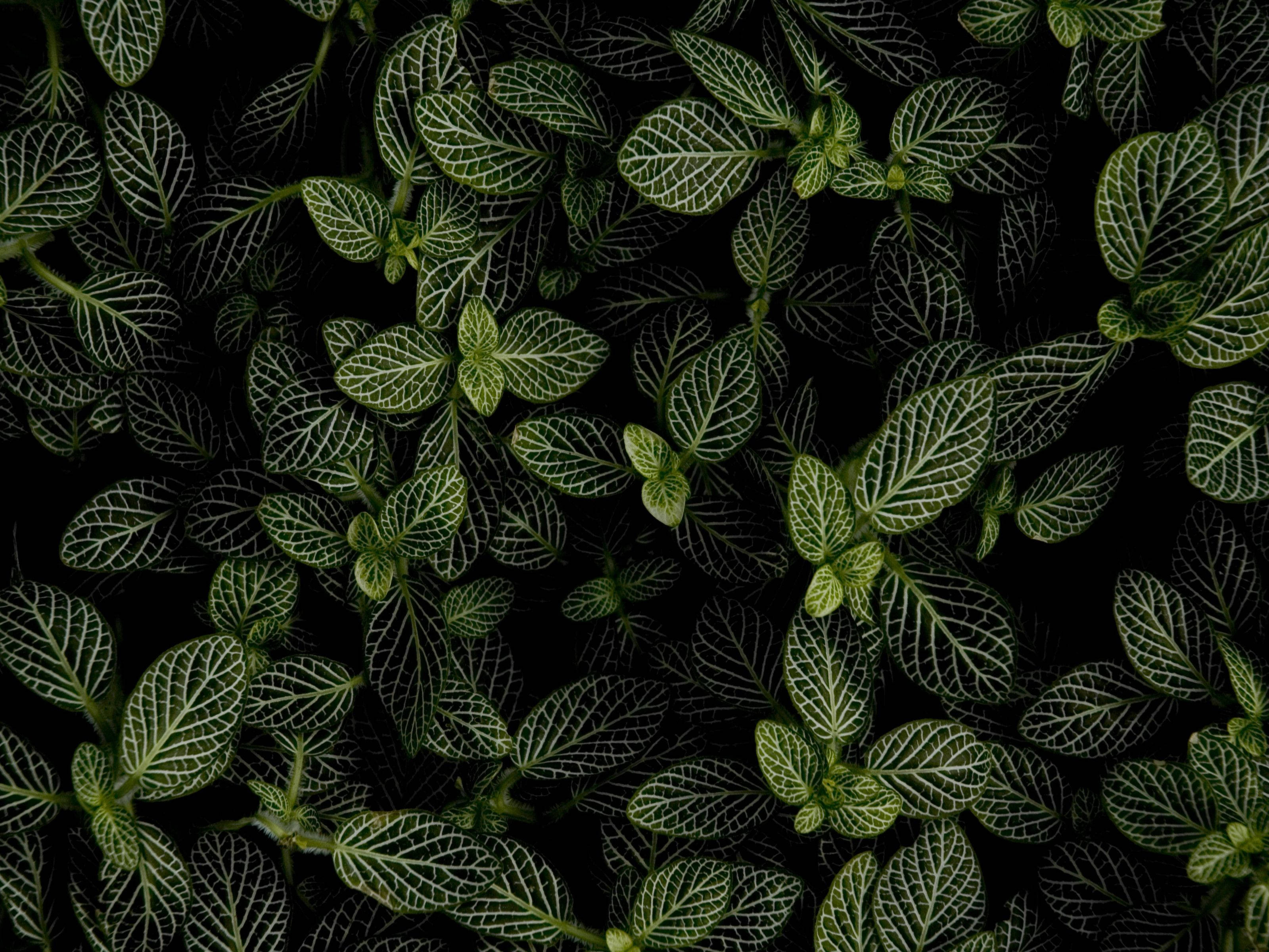 Mintplant in die Donker Muurpapier
