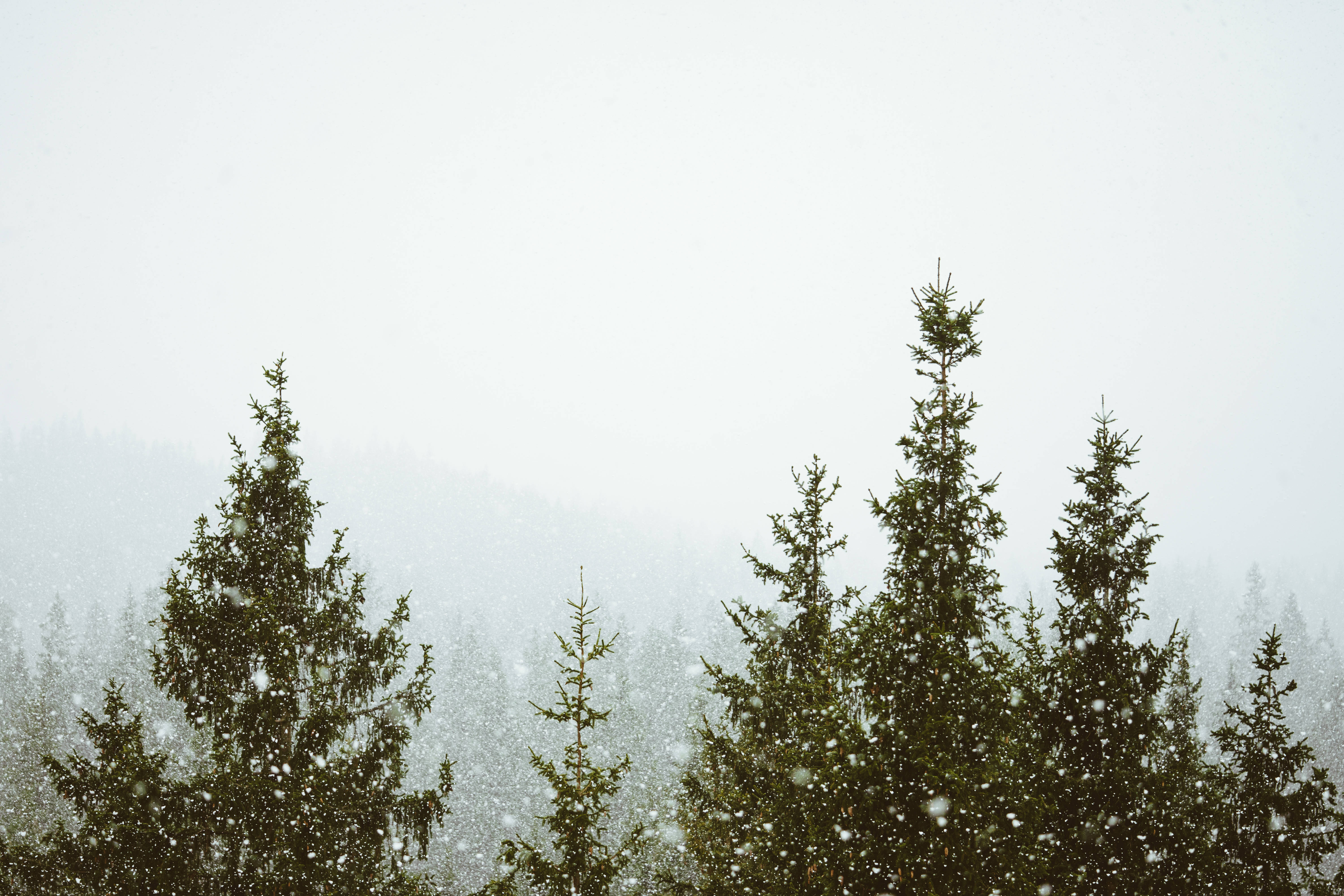 Misagtige Woud met Sneeuvall Muurpapier