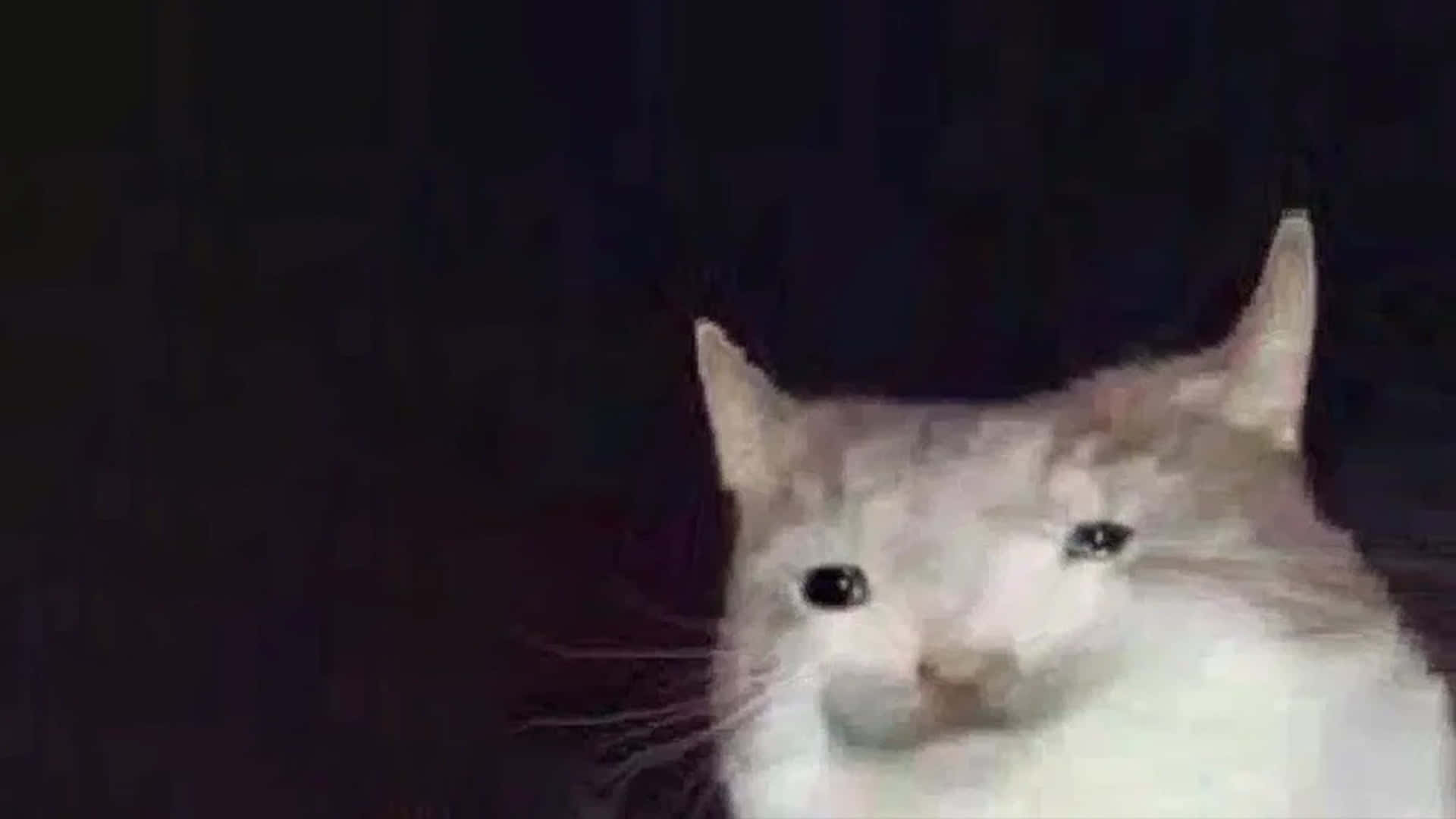 Misvormde Kat Meme Prentjie Muurpapier